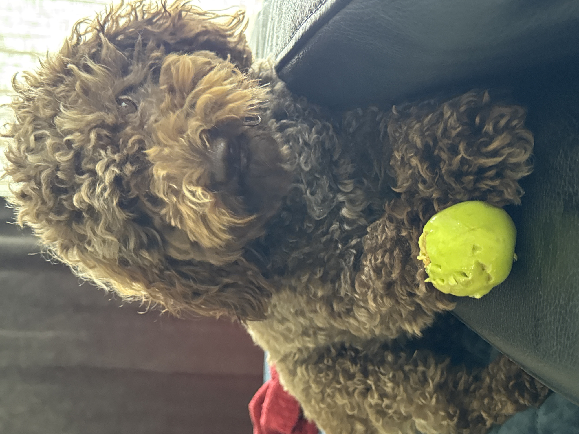 A fluffy, brown poodle-mix dog is lying on a dark leather surface, possibly a couch. The dog's fur is curly and appears to be wet or slightly matted. Its head is resting on its paws, and its gaze is directed forward. To the dog's left, on the leather surface, is a small, bright green object with indentations, resembling a bruised apple or a similar fruit. The background consists of a soft, out-of-focus reddish-brown surface and a lighter, possibly blue, surface beneath the dog. The lighting suggests an indoor setting, with soft light illuminating the dog's fur from the front and right. There is no indication of the city of Österskär, Sweden in the image.