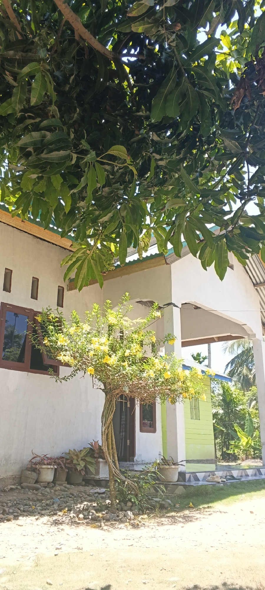 An exterior, medium shot captures a yellow flowering bush in front of a white, two-story building with a green-trimmed window and a brown-trimmed window. The bush is braided at the base with multiple intertwined trunks. The building has a tiled roof and a covered patio area. A large tree with green leaves hangs over the top of the frame, casting shadows. The ground in front of the building is covered with small rocks and dirt. Several potted plants are visible along the base of the building. Palm trees and other tropical foliage are visible in the background. The image appears to have been taken on a sunny day. The scene is consistent with a residential property in Lheusimpang, Indonesia.