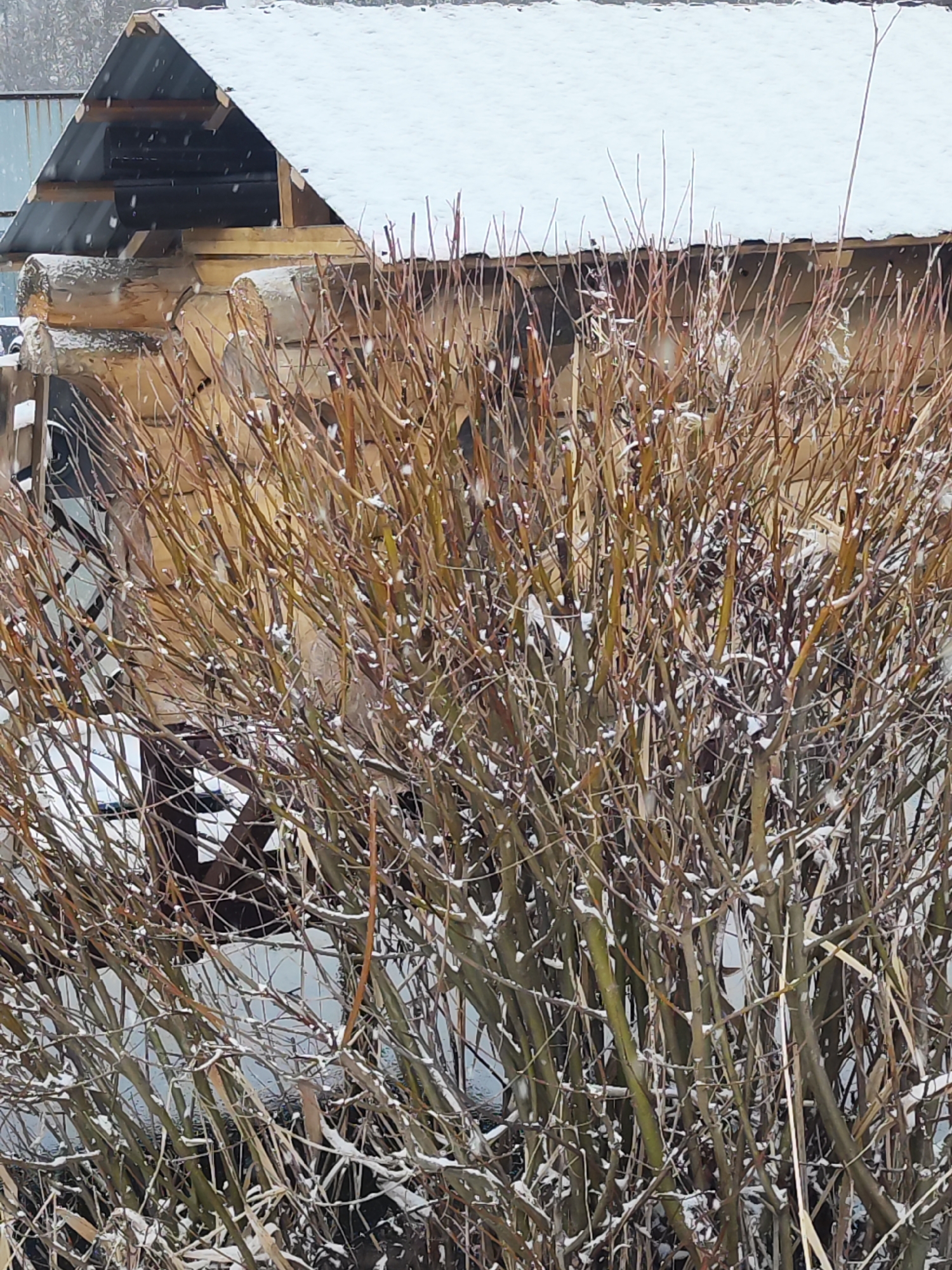 The image depicts a winter scene, likely in a rural or suburban setting. A small, possibly wooden, structure with a snow-covered roof is partially visible behind a dense bush or thicket of bare branches. The branches are light brown and covered with patches of snow. The background appears to be a mix of white (possibly snow-covered ground or a fence) and indistinct structures or trees. The location is Chaikovsky, Russia. The weather conditions suggest it is winter.