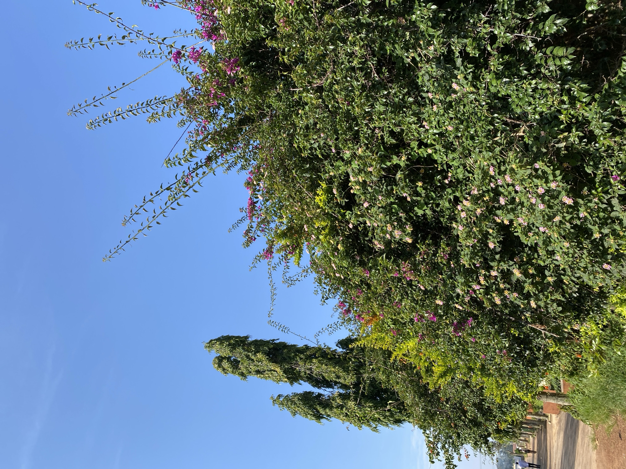 The image depicts a bright, sunny day in Gura Top, Nigeria, with a clear blue sky dominating the upper portion of the frame. In the foreground and midground, a dense, vibrant green bush is overflowing with small pink and light purple flowers. Behind this bush, two tall, slender, dark green trees with a conical shape stand prominently against the sky. To the left of the trees, a paved pathway runs alongside a low, reddish-brown wall. Two individuals are walking away from the camera on the pathway, dressed in casual attire. The environment appears to be an outdoor public space, possibly a park or a street lined with vegetation.