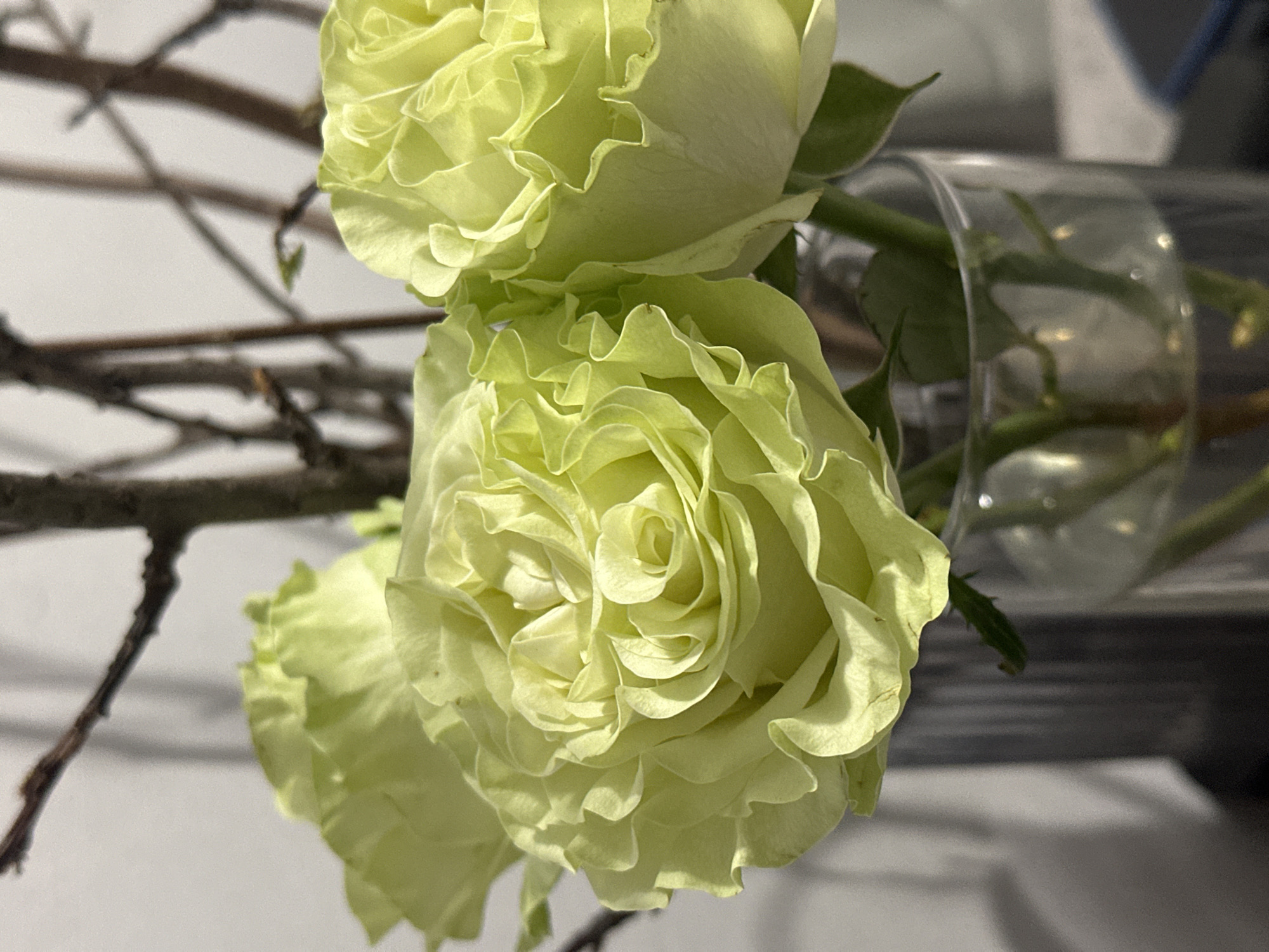 The image features a close-up of three light green roses, likely in a glass vase. A bare branch is visible in the background to the left. The setting appears to be indoors, with a light-colored, possibly white or gray, surface beneath the vase. The image is well-lit. No people are visible. There is no information that can lead to a specific location such as the city of Kazan, Russia.