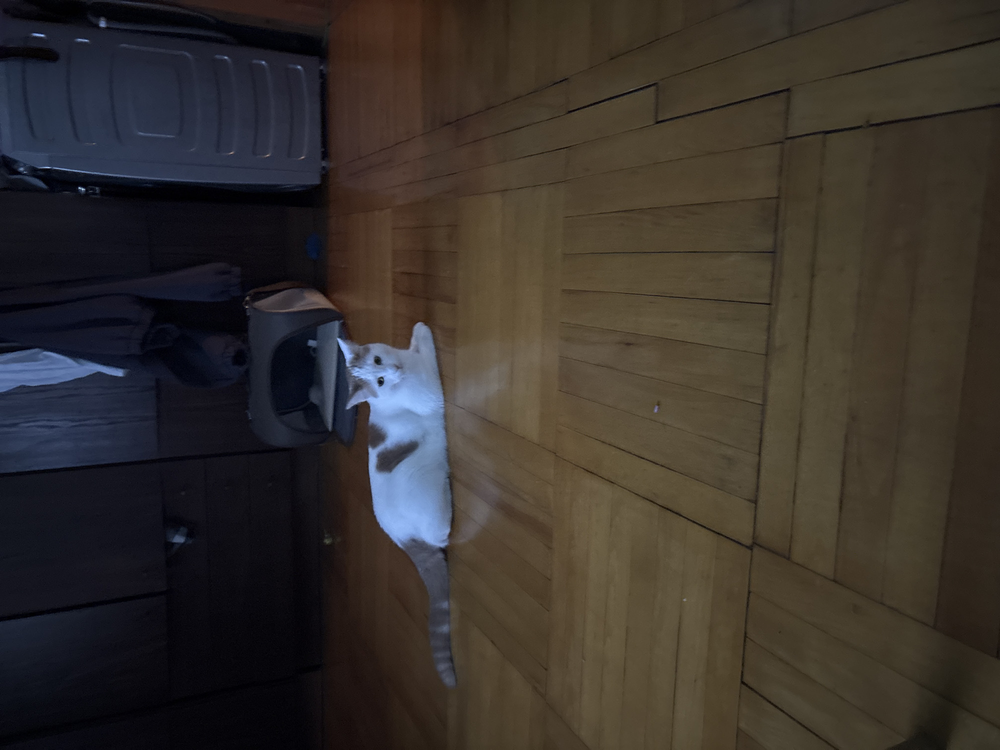 A calico cat with white and tan markings is lying on a wooden floor. The cat is facing the viewer with its head slightly tilted. In the background, there are dark cabinets and a gray suitcase. The lighting is dim. The location is Unknown, Russia.