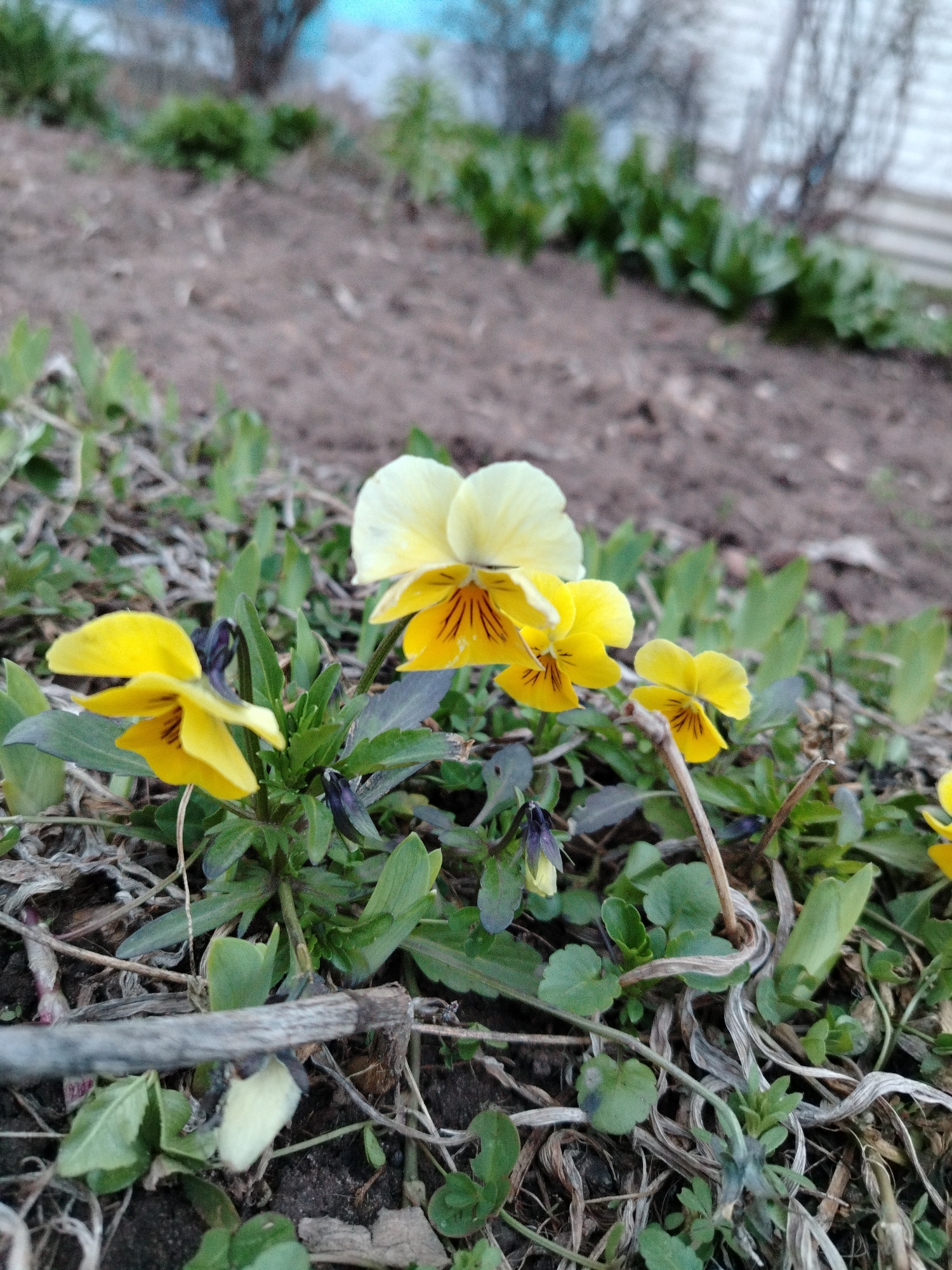 The image displays a close-up, ground-level view of several yellow and pale yellow pansy-like flowers blooming in a natural, somewhat unkempt setting. The central flower features light yellow upper petals and brighter yellow lower petals with distinct dark brown or black striped patterns radiating from its center. Other similar yellow flowers, some showing the same dark markings, are scattered around the main subject. One smaller, partially opened flower or bud with dark purple sepals and a hint of yellow is visible towards the bottom left.
The immediate surroundings consist of dark brown soil, interspersed with various green leaves and patches of dry, light brown, tangled plant debris. A thin, weathered grey stick lies horizontally across the lower part of the frame, partially obscuring some foliage. The background is softly blurred, revealing more green plants and bare ground. Further back, out of focus, is a light-colored structure, possibly a wall or fence, with blurry, dark, bare tree branches or shrubs above it, against what appears to be a light blue sky or distant feature.
The scene depicts a calm daytime setting, with soft, diffused light illuminating the flowers. There are no people visible, and no discernible activities are taking place beyond the natural blooming of the flowers. No text is visible in the image.