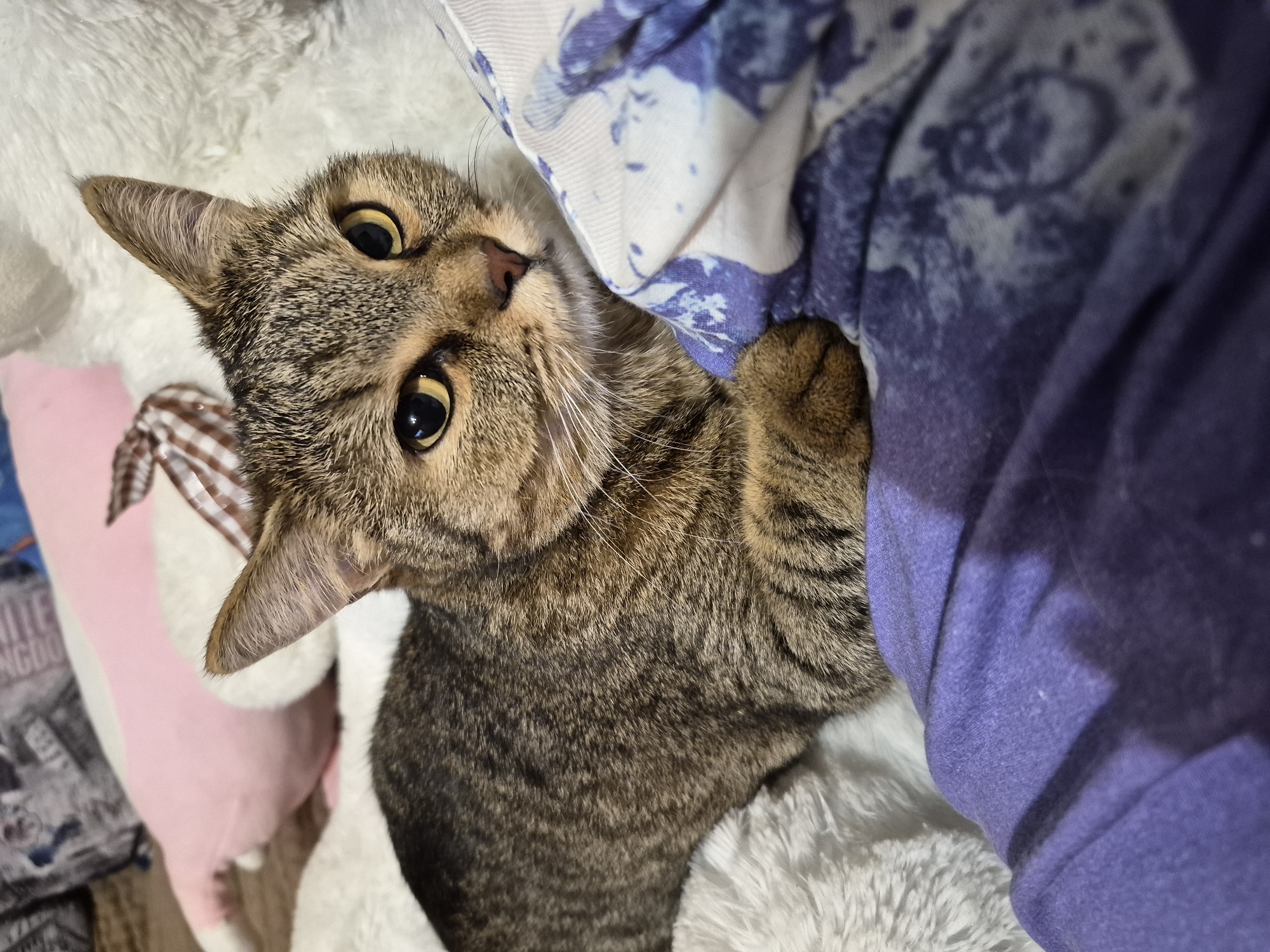 The image shows a close-up of a tabby cat lying down on a fluffy white surface, with a purple garment and a patterned fabric visible in the foreground. The cat is looking directly at the camera with yellow eyes. In the background, blurred stuffed animals and bedding are visible. The scene appears to be indoors, possibly in a bedroom. There is no information in the image that would allow for the determination of its location in Chaikovsky, Russia.