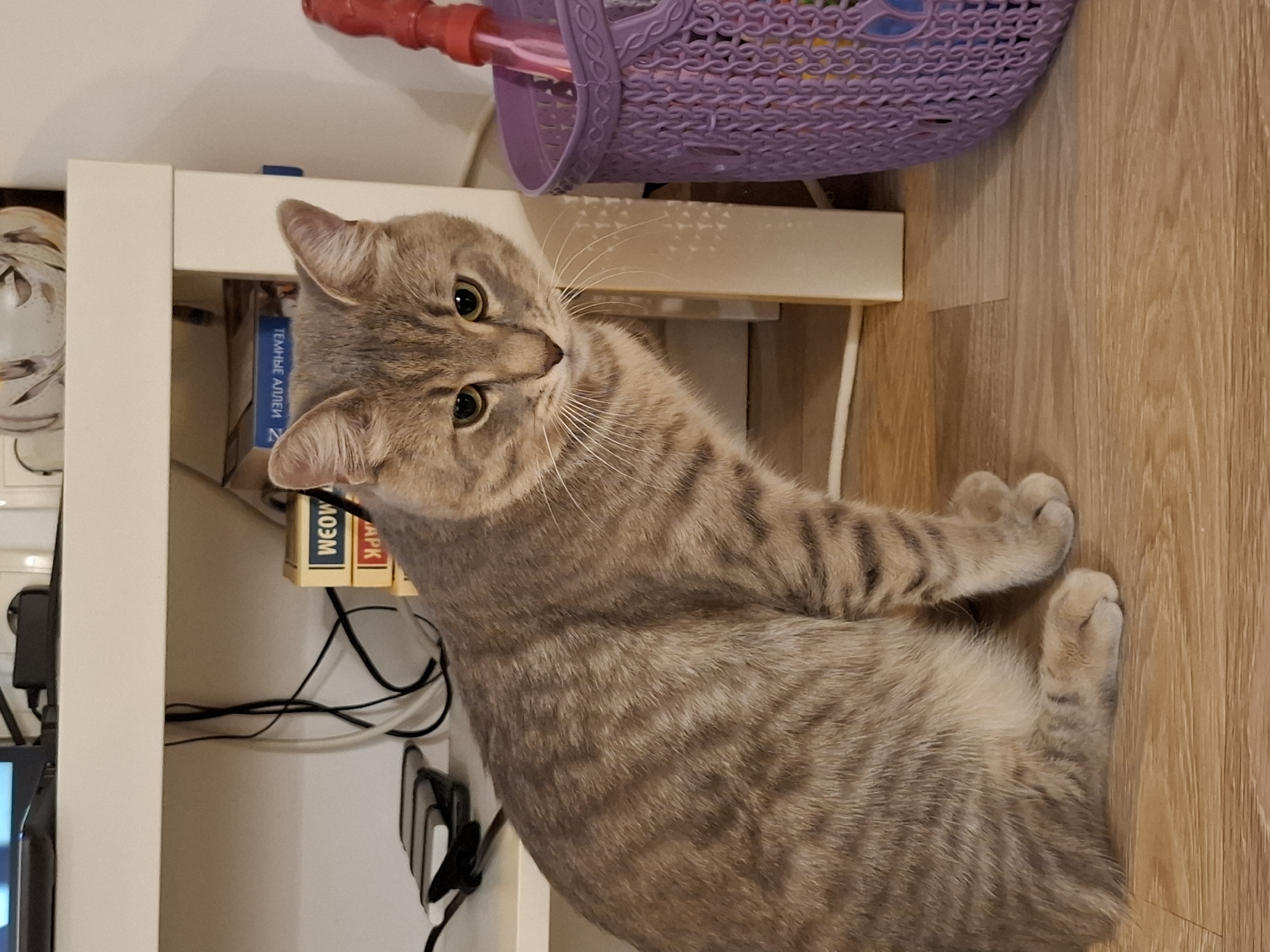 A full shot captures a light brown tabby cat sitting on a light brown wooden floor. The cat is facing forward with its body angled slightly to the left, looking down and to the right. Its left paw is tucked under its chest, while its right paw is extended forward. Behind the cat, a white shelf is visible, holding various items including black and white cords, a black electronic device, and two stacked books with Russian text. To the right of the cat, a purple woven basket contains a red and pink toy bubble wand. The background is a plain white wall. The lighting suggests an indoor, possibly domestic, environment.