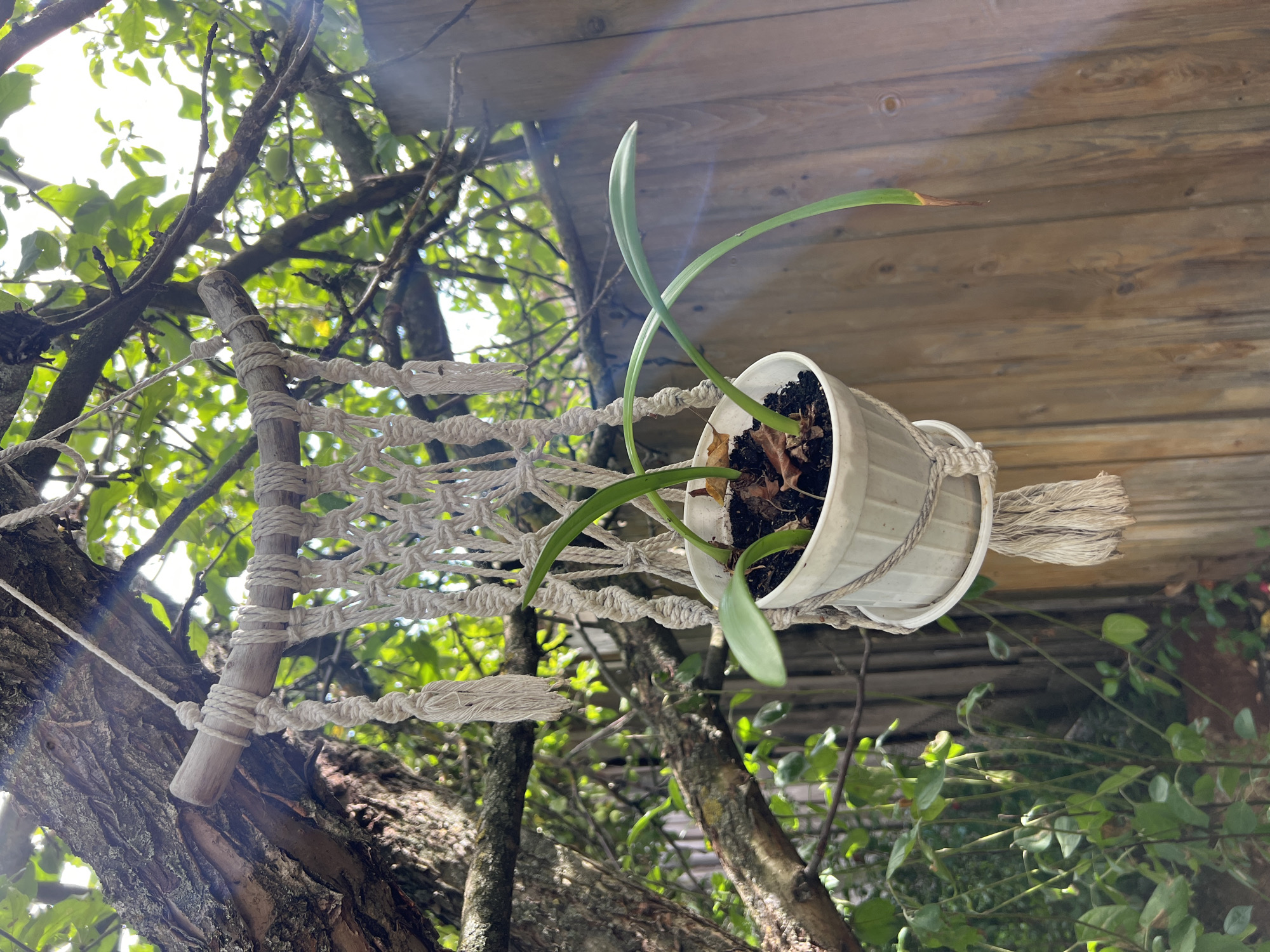 A white potted plant hangs from a macrame plant holder, suspended from a tree branch. The plant has several long, green leaves, some of which are slightly curved. The macrame holder is intricate, with various knotting patterns, and is made of light-colored cord. A small wooden dowel serves as the top support for the holder, tied with rope to the tree branch. The background shows more tree branches and leaves, dappled sunlight, and a wooden fence. The overall setting appears to be outdoors, possibly a garden or backyard. The image is taken in Yakshur-Bod'ya, Russia.