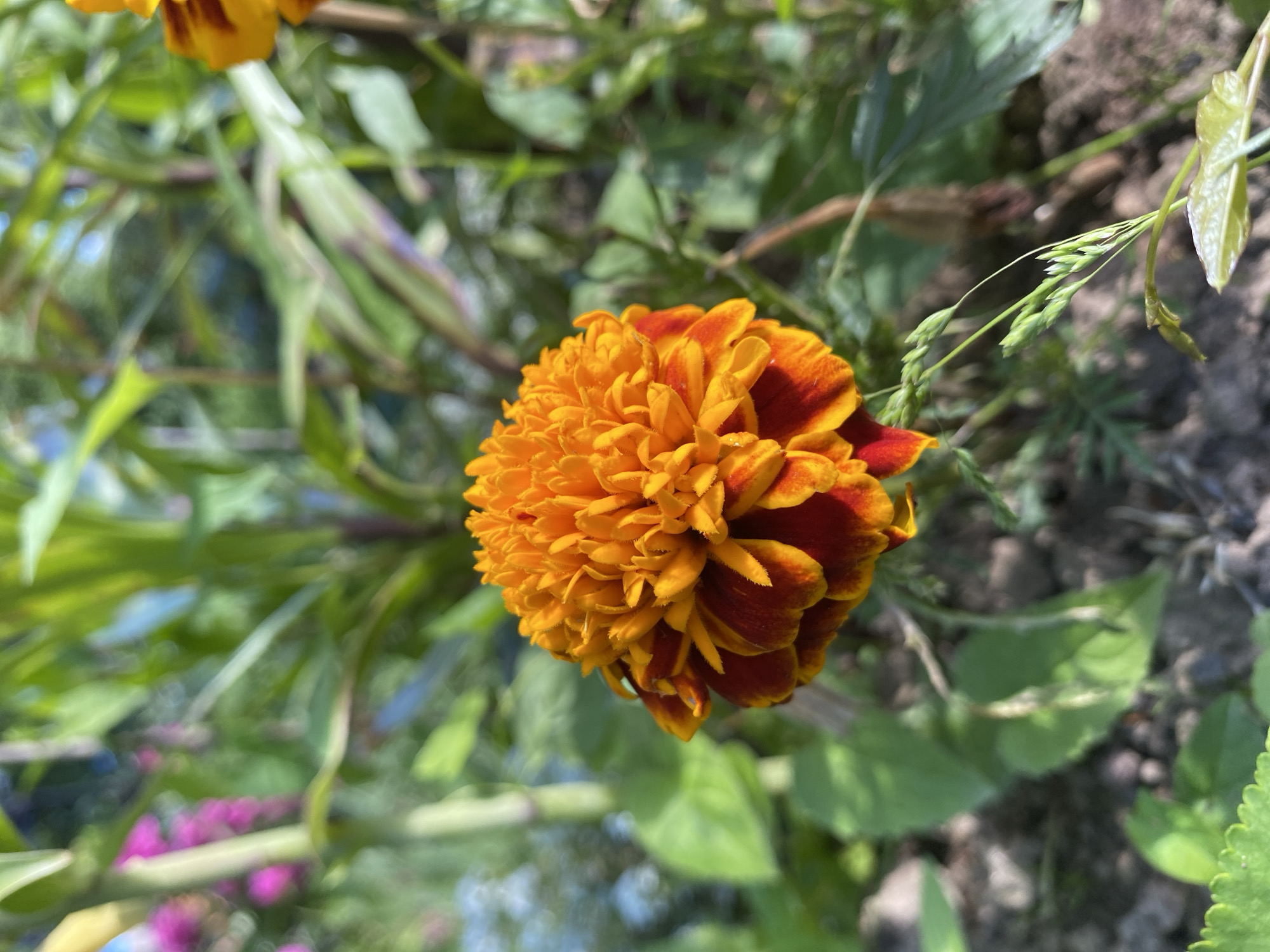 A close-up shot captures a vibrant orange and red marigold flower in full bloom, positioned in the lower center of the frame. The flower's petals are tightly packed and ruffled, with a deep red hue at their base transitioning to a bright orange at the tips. The background is a blur of green foliage and some out-of-focus pink flowers, suggesting a garden setting. The ground beneath the flower is visible, composed of dark soil and small pebbles. Some blades of grass and other plants are also present in the foreground and mid-ground. The lighting indicates a sunny day, with natural light illuminating the flower. The image is cropped to focus on the marigold, with the rest of the environment softly blurred.