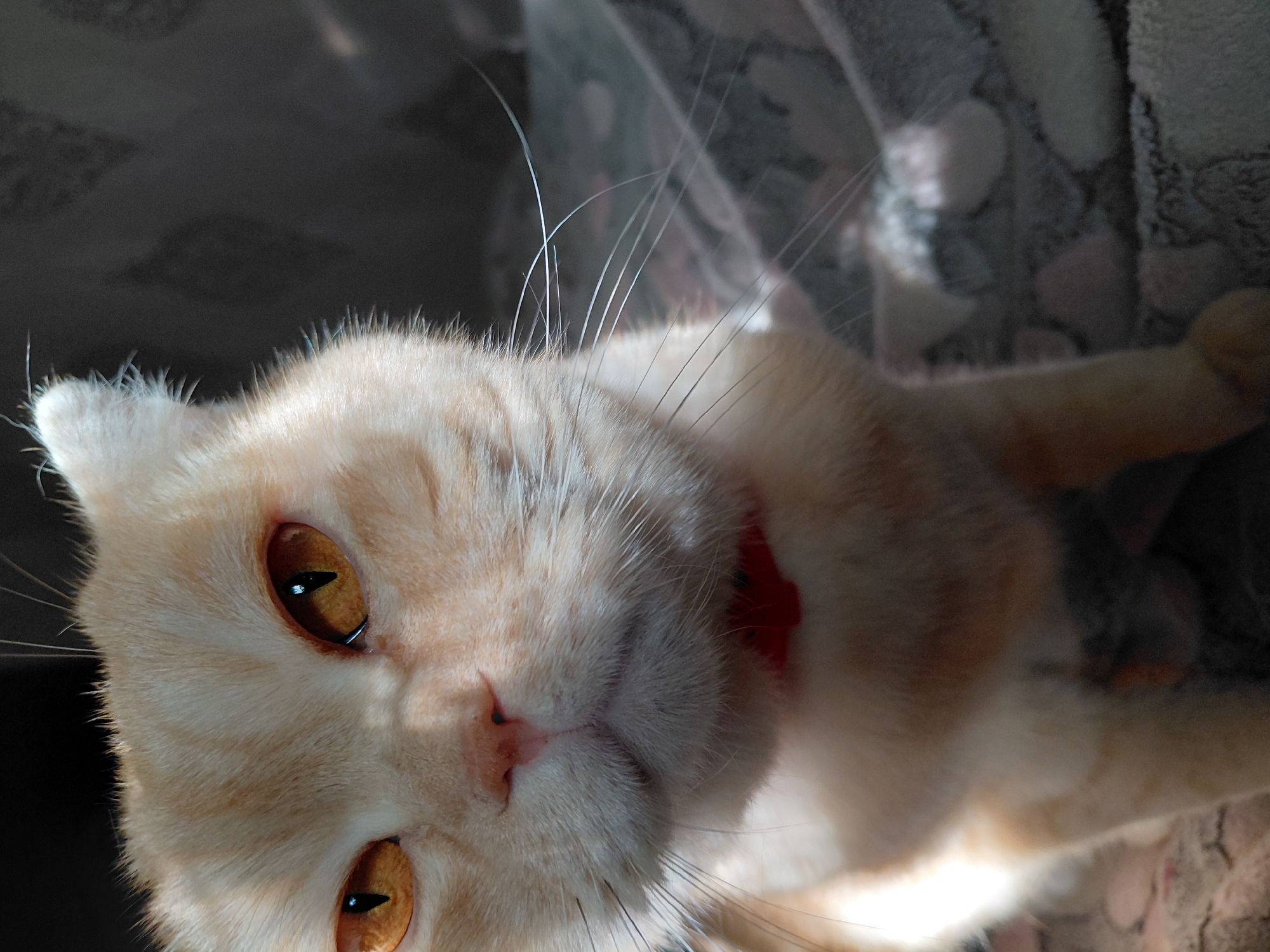 A light orange tabby cat with yellow eyes is shown in a close-up, low-angle shot. The cat is wearing a red collar. The background is dark and out of focus, with a hint of a patterned surface visible beneath the cat. The lighting suggests the scene is indoors, possibly in natural light casting shadows.