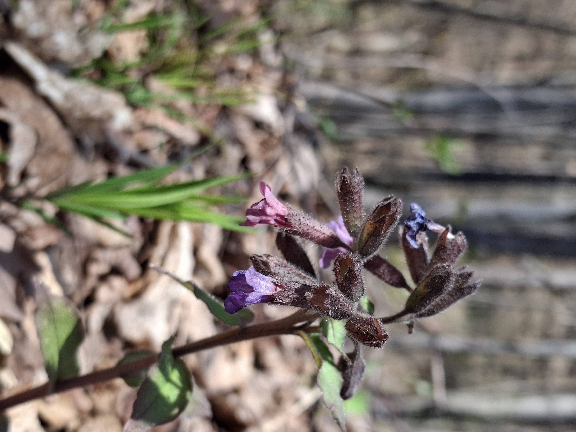 The image shows a cluster of purple and pink flowers with fuzzy brown buds, possibly Lungwort, against a background of dry leaves and a blurred wooden surface. The location is specified as the city of Noviy, Russia.