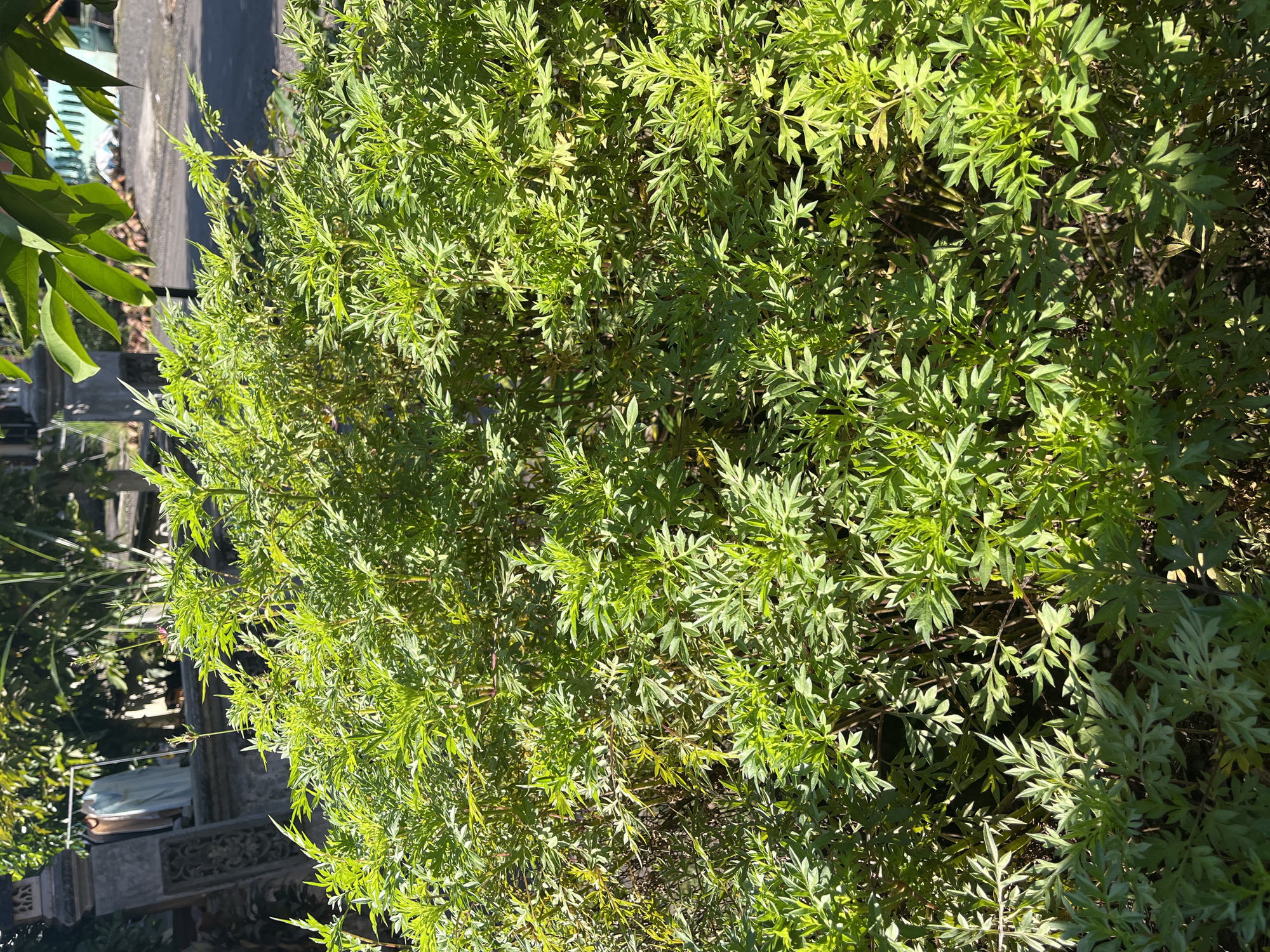 The image displays a dense, verdant bush with numerous bright green, deeply lobed leaves, characteristic of a species like Cosmos (Cosmos sulphureus) or a similar plant, occupying the majority of the frame. The foliage is well-lit by direct sunlight, creating pronounced highlights on the upper surfaces and casting shadows within the bush, indicating depth. Visible in the background, to the upper left, is a grey stone structure with carved details, possibly a pillar or wall section. Adjacent to this structure, a metal clothes rack holds two draped garments, one light blue and one beige, hanging to dry. To the upper right, an asphalt surface, indicative of a road or pathway, is visible, with several light-colored, irregularly shaped objects scattered near its edge. Above the road, a segment of a building with a light-colored, possibly striped, pattern is partially visible. Dark green leaves from an overhanging tree frame the top portion of the background. The scene is illuminated by strong daylight, suggesting an outdoor environment in the city of Unknown, Unknown. No people or animals are present.