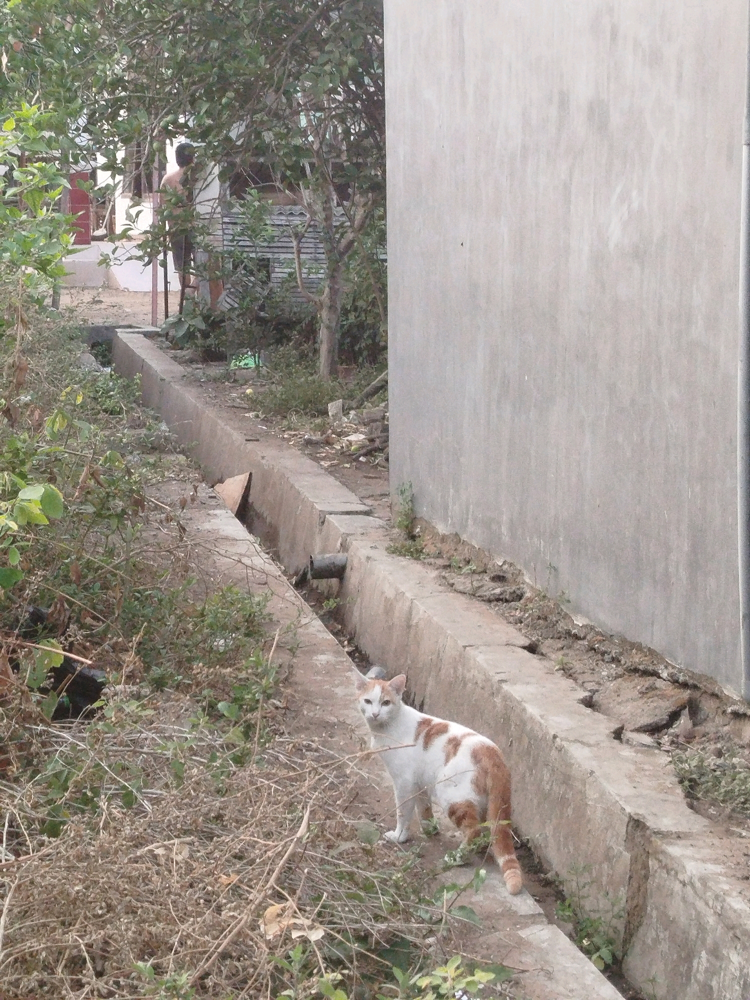 In Burneh, Indonesia, a white and orange cat stands near a concrete drainage channel. The channel, lined with vegetation, runs alongside a plain, light-colored wall. In the background, a person is visible near a building and trees.