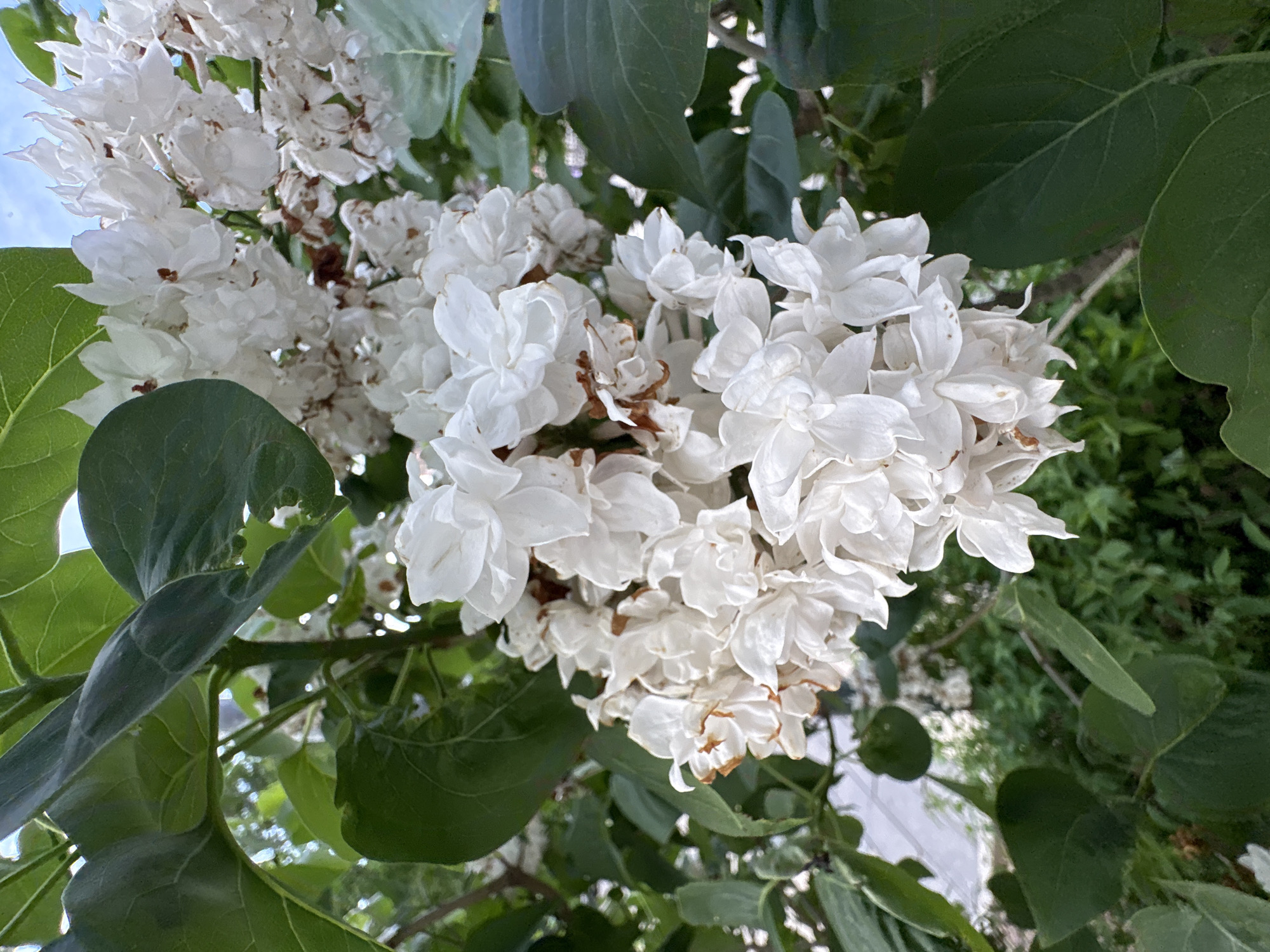 The image shows a cluster of white lilac flowers in full bloom, with some petals showing signs of browning. The flowers are surrounded by large, green leaves. The background is blurred, but glimpses of a light-colored sky and some greenery suggest an outdoor setting, possibly a garden or park. The location is not specified.