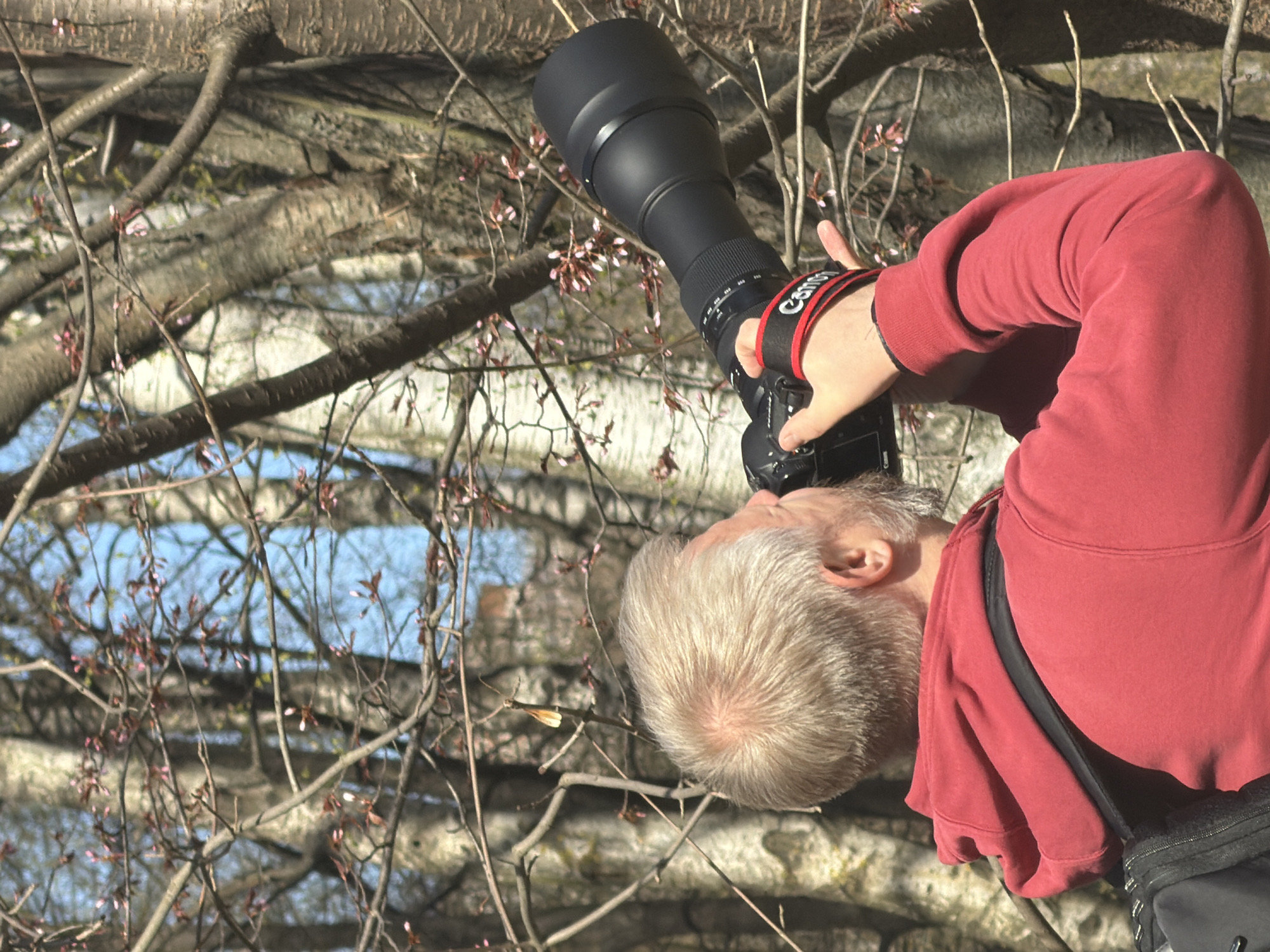 The image captures a male photographer from an elevated perspective, looking upwards into a tree canopy. He has light-colored hair and a beard and is wearing a red long-sleeved shirt. He holds a large black telephoto lens attached to a camera, poised as if taking a shot. A red and black camera strap, bearing the white text "Canon," is visible around his wrist. A dark fanny pack is slung across his waist or shoulder.
The background is a dense network of tree branches, predominantly bare but dotted with delicate pink buds or nascent blossoms, characteristic of early spring. Through the gaps in the branches, patches of clear blue sky are visible. The lighting suggests a bright, sunny daytime. The scene depicts a moment of focused nature photography, set in Saint Petersburg, Russia, during the nascent spring season.