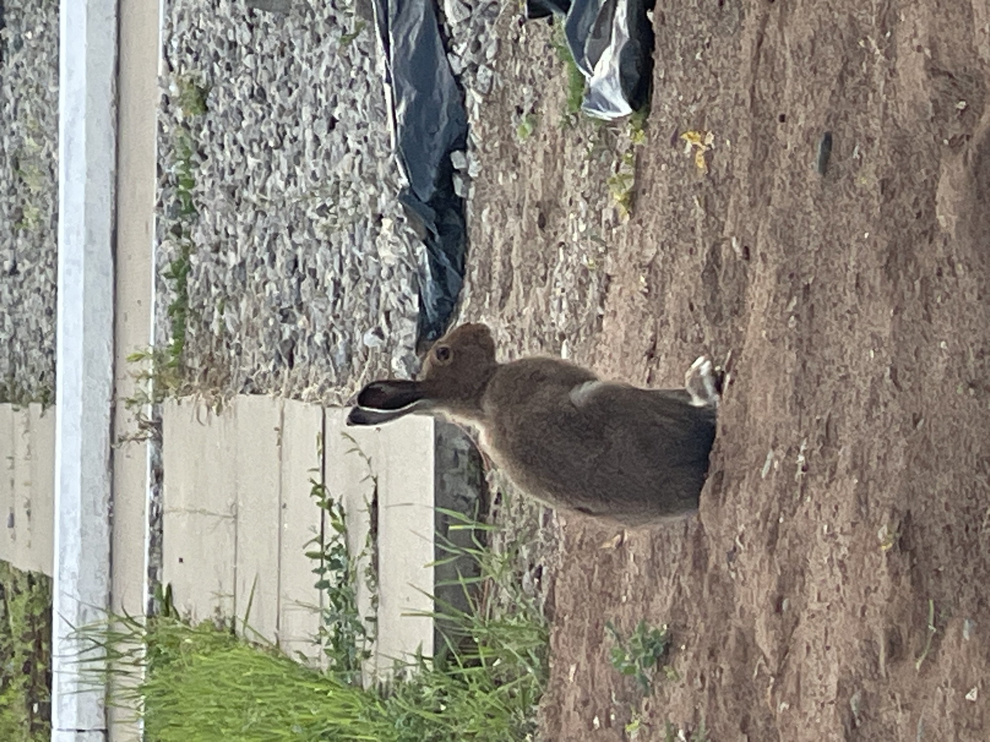 A medium-sized brown rabbit or hare is the central subject of this outdoor photograph. The animal is positioned on the edge of a mound of rough, brown earth, appearing to either emerge from or descend into a small depression or burrow. Its head is raised, and it is facing towards the left side of the frame with its ears slightly pulled back, suggesting alertness. A patch of white fur is visible on its lower side, near its hindquarters, which are partly obscured by the earth.
The setting is an unkempt outdoor environment with a mix of natural and man-made elements. Behind the rabbit, extending across the left side of the background, lies an area covered with grey gravel. Several light-colored, upright rectangular structures, possibly concrete posts or planks, are arranged vertically along the left edge of the image. Green grass and weeds are scattered amongst the gravel and grow around these structures. In the upper right portion of the background, a crumpled black tarp or plastic sheet is visible on the gravel. The ground immediately surrounding the rabbit is composed of dry, clumpy brown soil.
The image captures a tranquil moment in daylight. There is no visible text. The location appears to be a transitional zone, perhaps the edge of a construction site, a utility area, or a rural-urban interface, where wildlife interacts with human-altered landscapes.