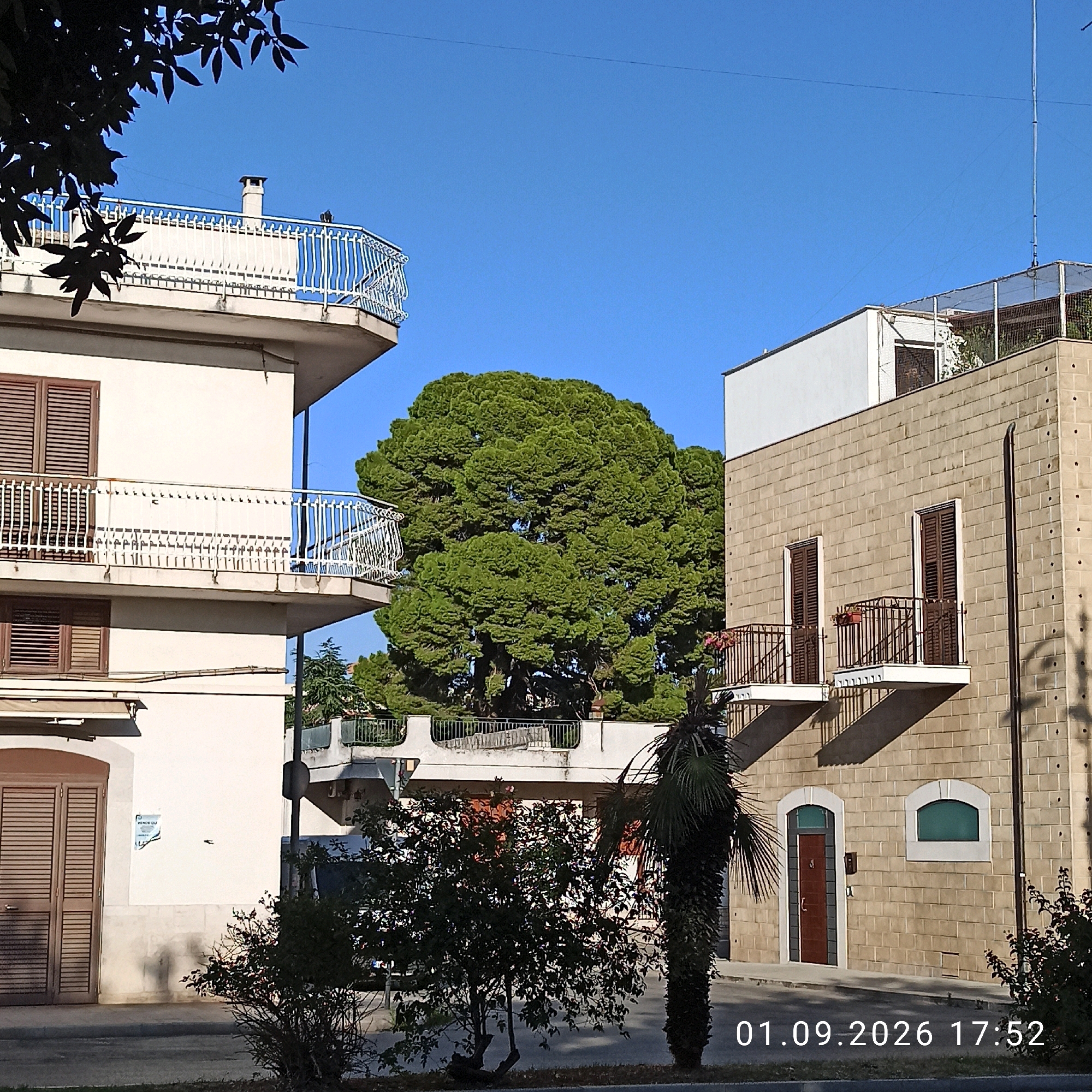 This is an outdoor, eye-level, medium shot taken on a sunny day in Bitonto, Italy. In the foreground, a paved walkway is visible with a grassy verge and some scattered foliage. Behind this, the scene features two buildings and a large, lush green tree. The building on the left is white with several windows and balconies. The building on the right is constructed from light brown brick and also has balconies and windows. The large tree, with its dense green foliage, is positioned between the two buildings, obscuring a significant portion of them. The sky is a clear, bright blue. A timestamp, "01.09.2026 17:52", is present in the lower right corner of the image. The overall impression is that of a quiet urban street scene with mature vegetation.