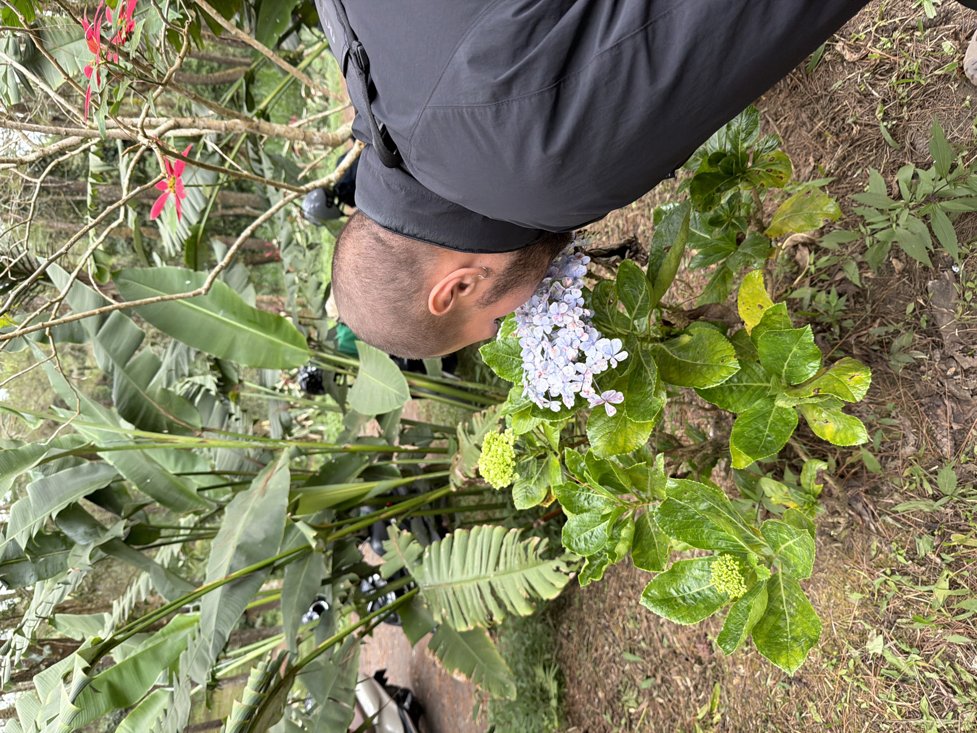 In Kintamani, Indonesia, a man with a shaved head and a beard, wearing a black jacket, is leaning down to smell a cluster of light blue and pink hydrangea flowers. The man has a silver hoop earring in his left ear. The hydrangeas are on a green leafy plant. In the background, large green leaves of what appear to be banana plants are prominent, along with several trees. A reddish-pink flower with five petals is visible on a branch in the upper right background. Part of a motorcycle is visible on the left side of the image. The ground is covered in dry leaves and twigs.