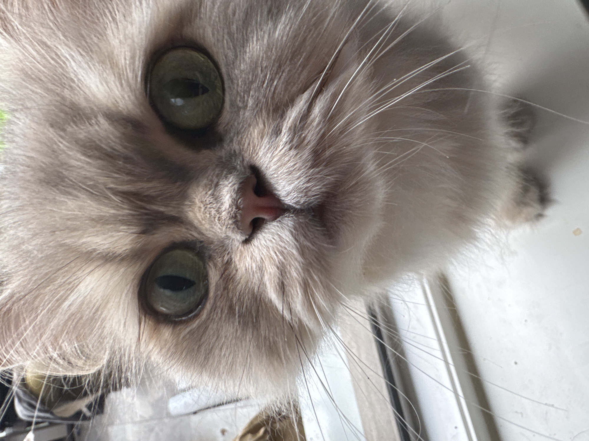 A domestic long-haired cat, predominantly light beige and cream with grey undertones, occupies the majority of the frame, positioned in a frontal view, gazing directly at the viewer. Its large, round eyes are a distinct green-gold hue with narrow, vertical black pupils. A small, pink, triangular nose sits centrally, above a slightly parted mouth. Numerous long, white whiskers extend prominently from both sides of its muzzle, with some darker whiskers also visible. The fur on its face appears thick and fluffy. The cat's lower body, partially visible at the bottom of the image, indicates it is situated on a flat, light-colored surface, possibly a window sill or ledge. The background is softly blurred but suggests an indoor environment with ambient light, likely from an external window. Specific geographic location, including city, is undeterminable from the visual evidence.