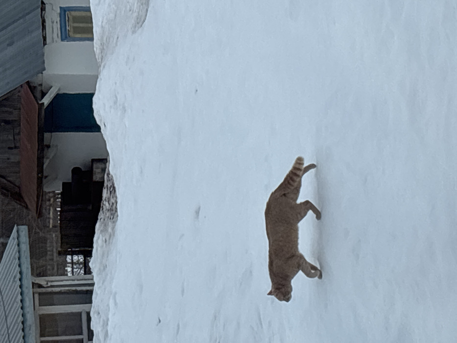 This image depicts a winter scene in Pavlovsky, Russia. The foreground is entirely covered in white snow. An adult orange tabby cat, exhibiting an orange-brown coat and a distinctly striped tail, walks from left to right across the snow, positioned in the lower-middle section of the frame. In the background, partially obscured by snowdrifts, are multiple structures. To the far left, a building with a light-colored, possibly pale blue, corrugated metal roof is visible. To the right, a white-painted building features a prominent blue entrance door and a small window with blue trim. This building has a sloped, reddish-brown corrugated metal roof with an overhang. A dark, rectangular wooden structure or pile of materials is situated between the two buildings, emerging from the snow. No individuals are present in the scene. The lighting is consistent with ambient daylight, suggesting an overcast condition.