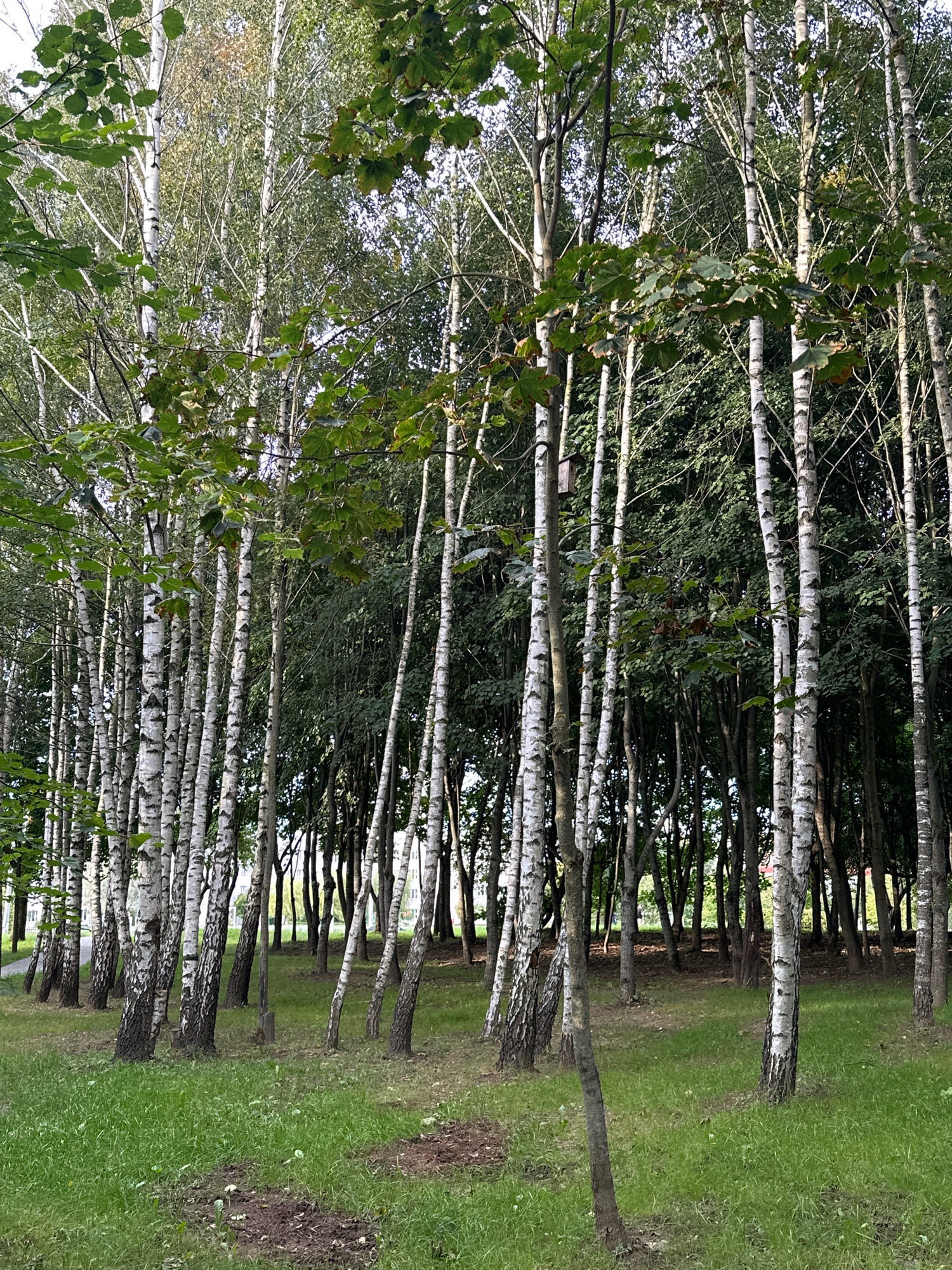 A vertical, medium shot captures a dense stand of birch trees in a park or wooded area. The trees have the characteristic white bark with dark markings, and their branches, laden with green leaves, create a canopy overhead. The ground is covered in lush green grass, with some patches of exposed soil. The lighting suggests it is daytime, possibly late afternoon, with soft shadows indicating diffused sunlight filtering through the leaves. The image is focused on the trees, creating a natural, serene atmosphere. The scene is located in a park in Minsk, Belarus.