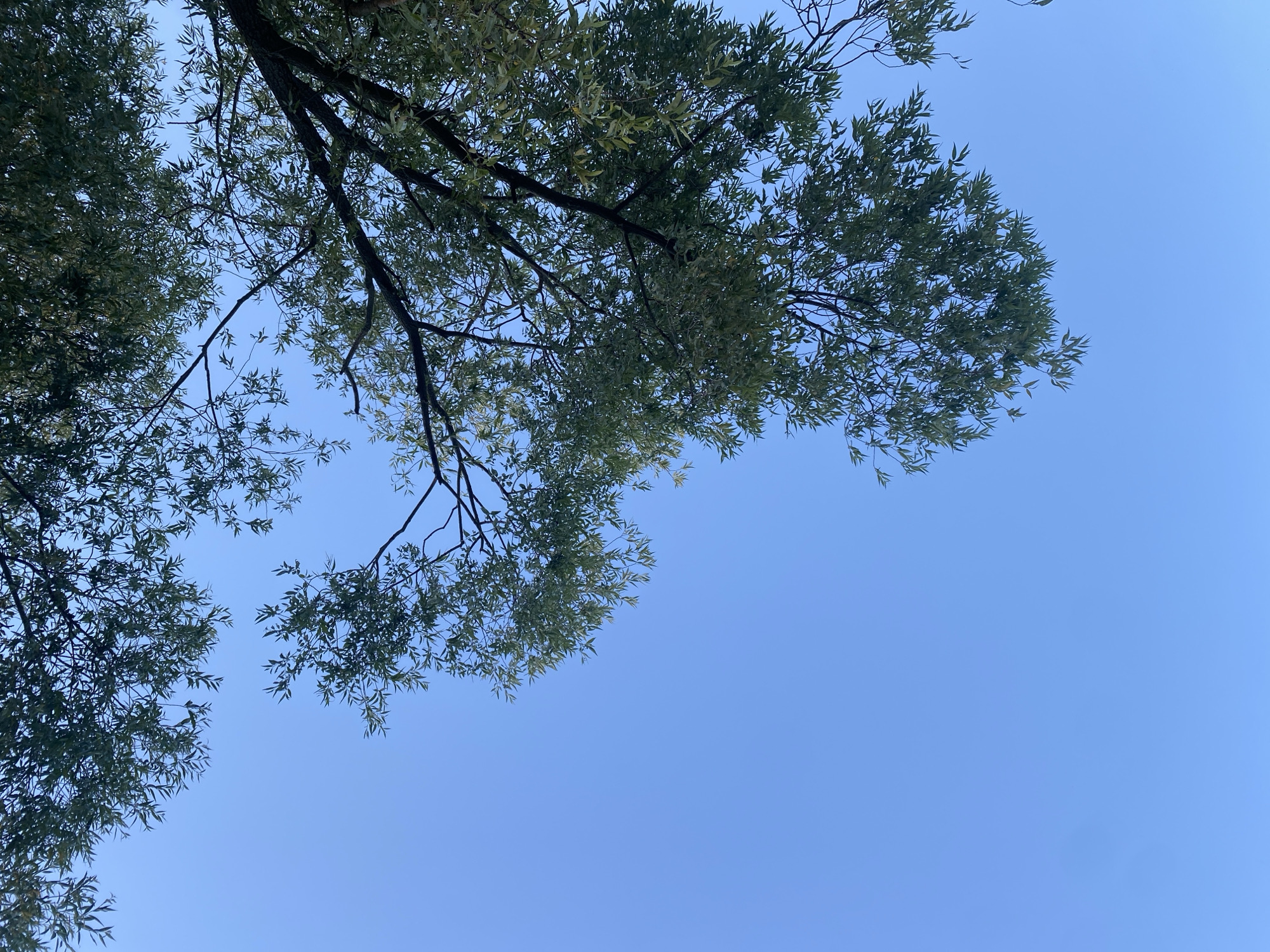 The image is a low-angle shot looking up at the sky through the branches and leaves of a tree. The sky is a clear, bright blue, suggesting it is daytime with good weather. The leaves are green and appear to be from a deciduous tree, possibly a willow given the slender shape of the leaves. The branches are dark and visible against the sky, with some leaves obscuring the view. The composition is dominated by the natural elements of the tree and sky. There are no people or man-made objects visible in the frame. The overall impression is one of a peaceful, natural scene. The location is identified as Afanasyevo, Russia.