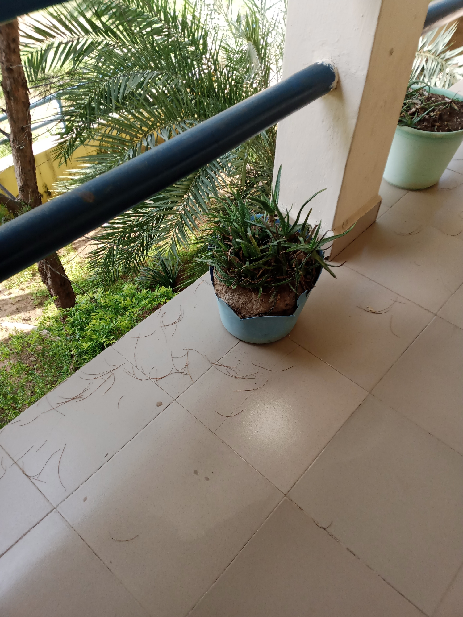 This image depicts an outdoor balcony or patio area, likely in Jalingo, Nigeria, with a tiled floor. A dark blue metal railing runs diagonally across the frame. In the background, lush green foliage, including palm fronds, is visible, suggesting a tropical or subtropical environment. To the right, a light-colored column supports the railing. On the tiled floor, a light blue plastic pot contains a succulent plant with spiky green leaves, and another identical pot with a plant is partially visible further down the balcony. The tiles are a neutral beige color, and several thin, brown dried plant fibers or needles are scattered across them. The lighting suggests it is daytime, possibly mid-morning or late afternoon due to the angle of the shadows. There are no people or animals visible in the scene.