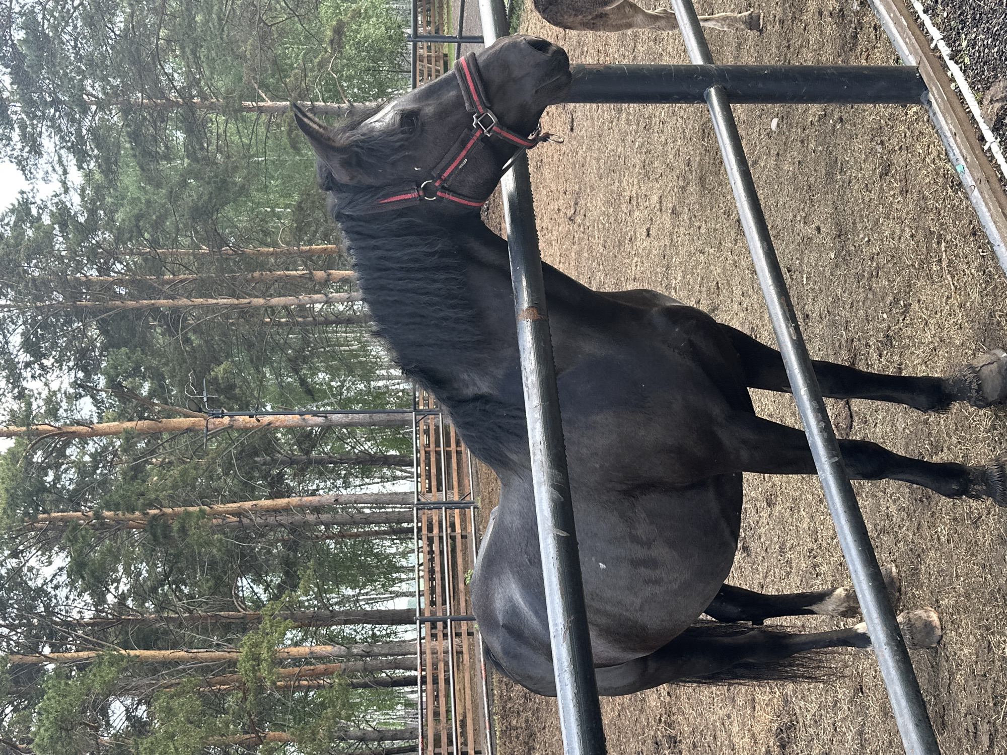 A medium shot captures a dark horse standing in a corral. The horse is facing to the right, with its head lowered slightly. It is wearing a red halter with black accents. The horse's mane is dark and flows down its neck. The corral is made of dark metal fencing and dirt. In the background, tall pine trees are visible, suggesting a wooded or rural setting. The lighting suggests it is daytime, possibly overcast.