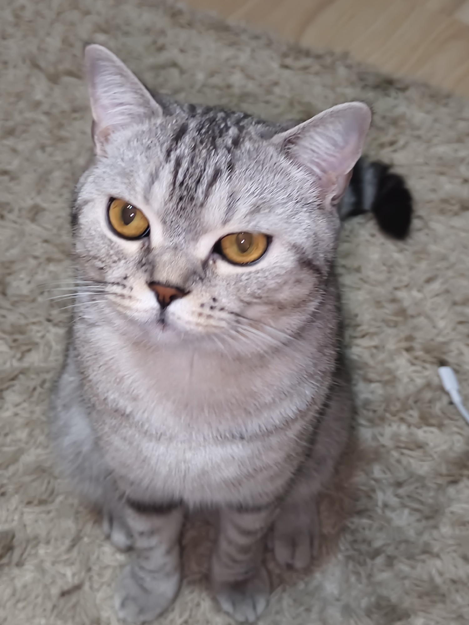 A Scottish Fold cat is sitting on a shaggy, light brown rug. The cat has silvery-gray fur with black tabby markings, large amber eyes, and folded ears. Its tail is visible behind it, also with black markings. The background is out of focus, showing more of the rug and a hint of a white cable on the right side. The lighting appears to be indoor ambient light.