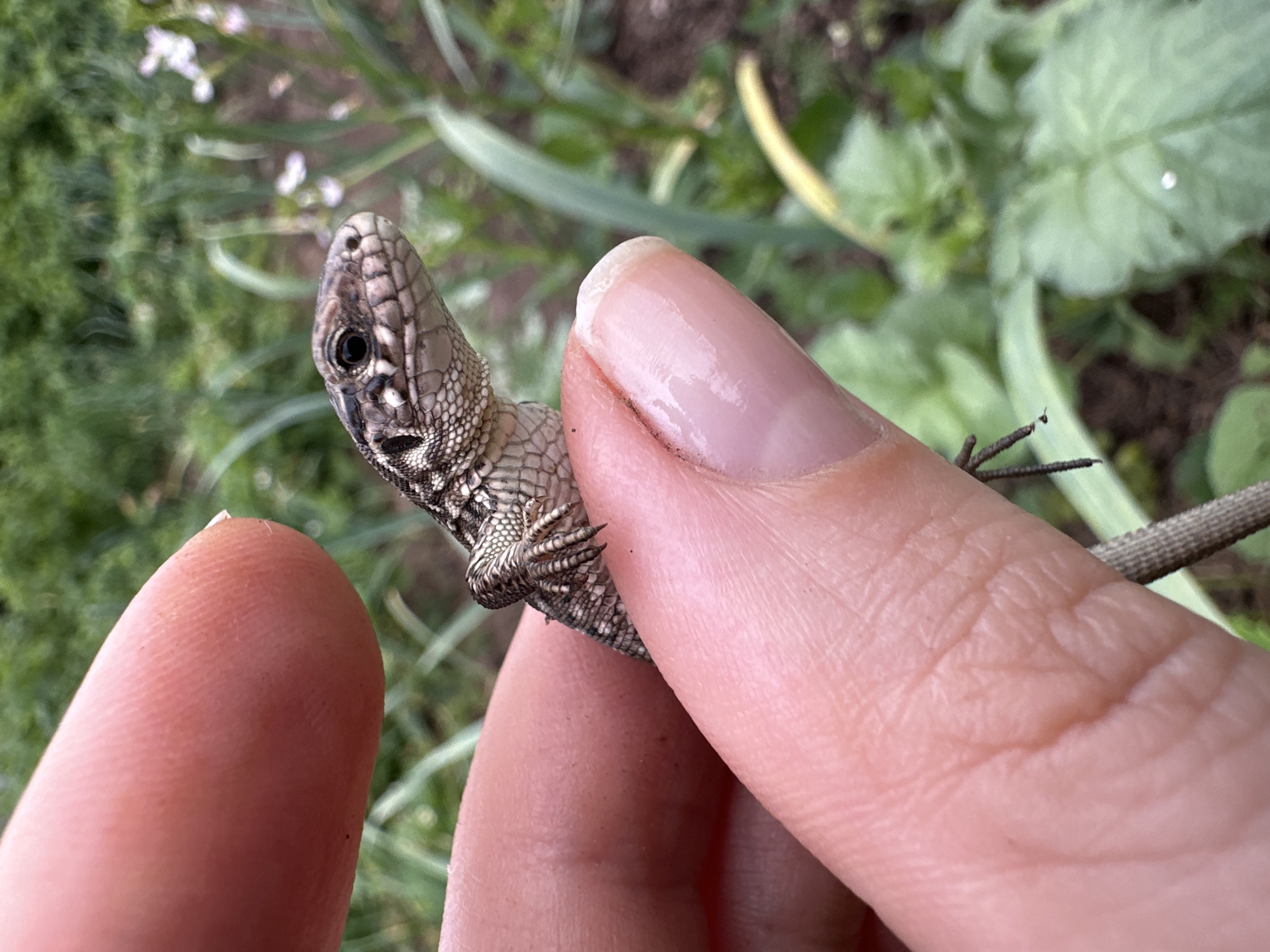 A close-up, eye-level shot shows a person's fingers holding a small lizard. The lizard's head is turned to the right, with its dark eye clearly visible. Its body is patterned with brown and beige scales. The fingers are soft and pink, with visible lines on the skin. The background is a blur of green vegetation, suggesting an outdoor setting. The image does not contain any information that would allow for the identification of its location within the city of Chaikovsky, Russia.