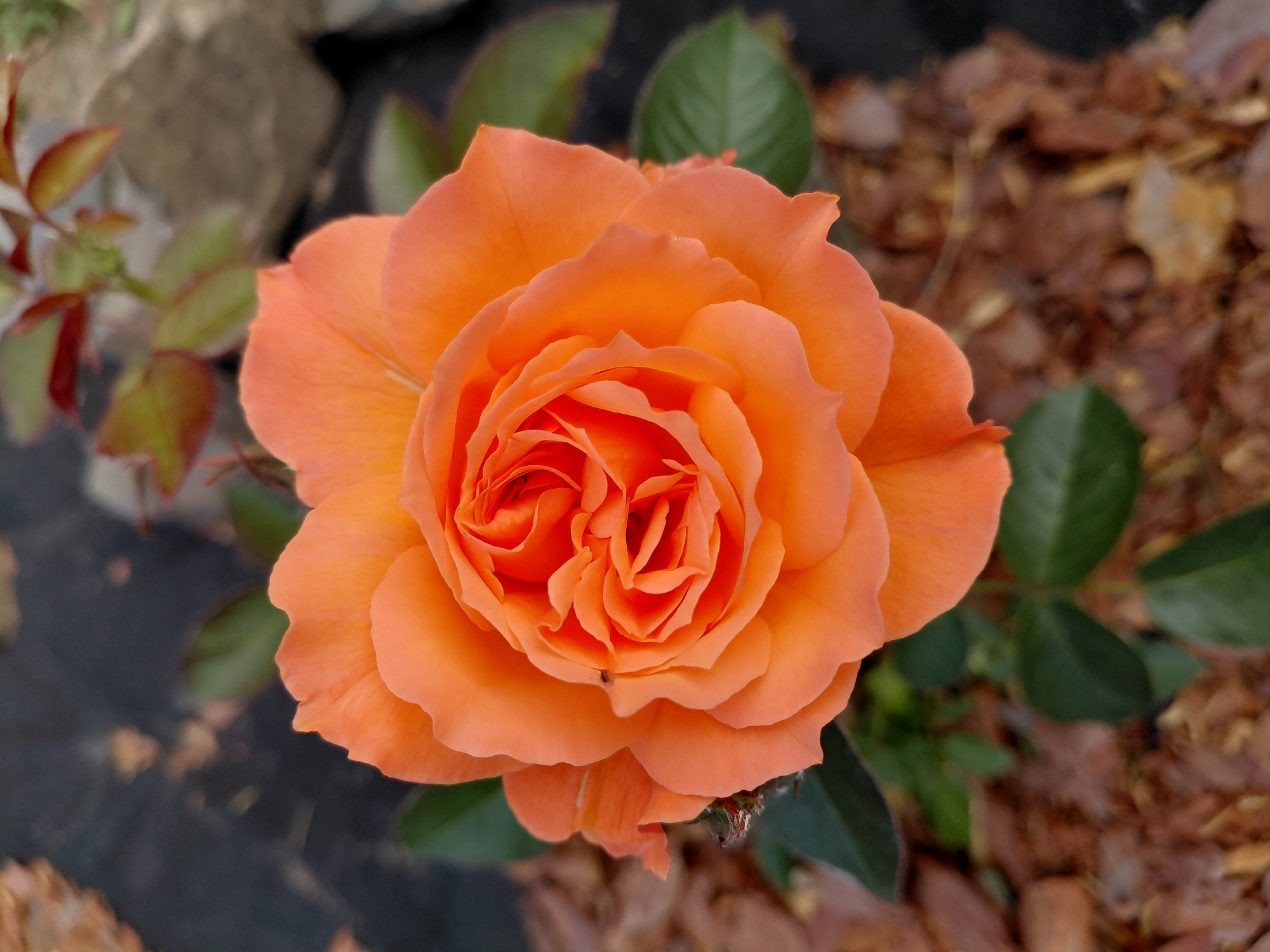 A close-up, overhead view showcases a vibrant orange rose in full bloom. The rose's petals are delicately layered, creating a full and intricate center. Some petals have slightly ruffled edges, adding texture to the bloom. A tiny, dark insect is visible on one of the inner petals.
The rose is surrounded by dark green leaves, some of which are slightly out of focus. The background is a mix of muted tones, with out-of-focus brown leaves, possibly fallen from a tree, and dark, textured ground cover. To the upper left, blurred elements suggest rocks and the edge of what might be a garden bed.
The lighting suggests it is daytime, likely outdoors, with soft illumination that highlights the rose's color and form without harsh shadows. The scene conveys a sense of natural beauty and the quiet presence of flora in a garden setting. There is no visible text in the image. The location context of Novosibirsk, Russia, implies the potential for a temperate climate during the season this rose is blooming.
