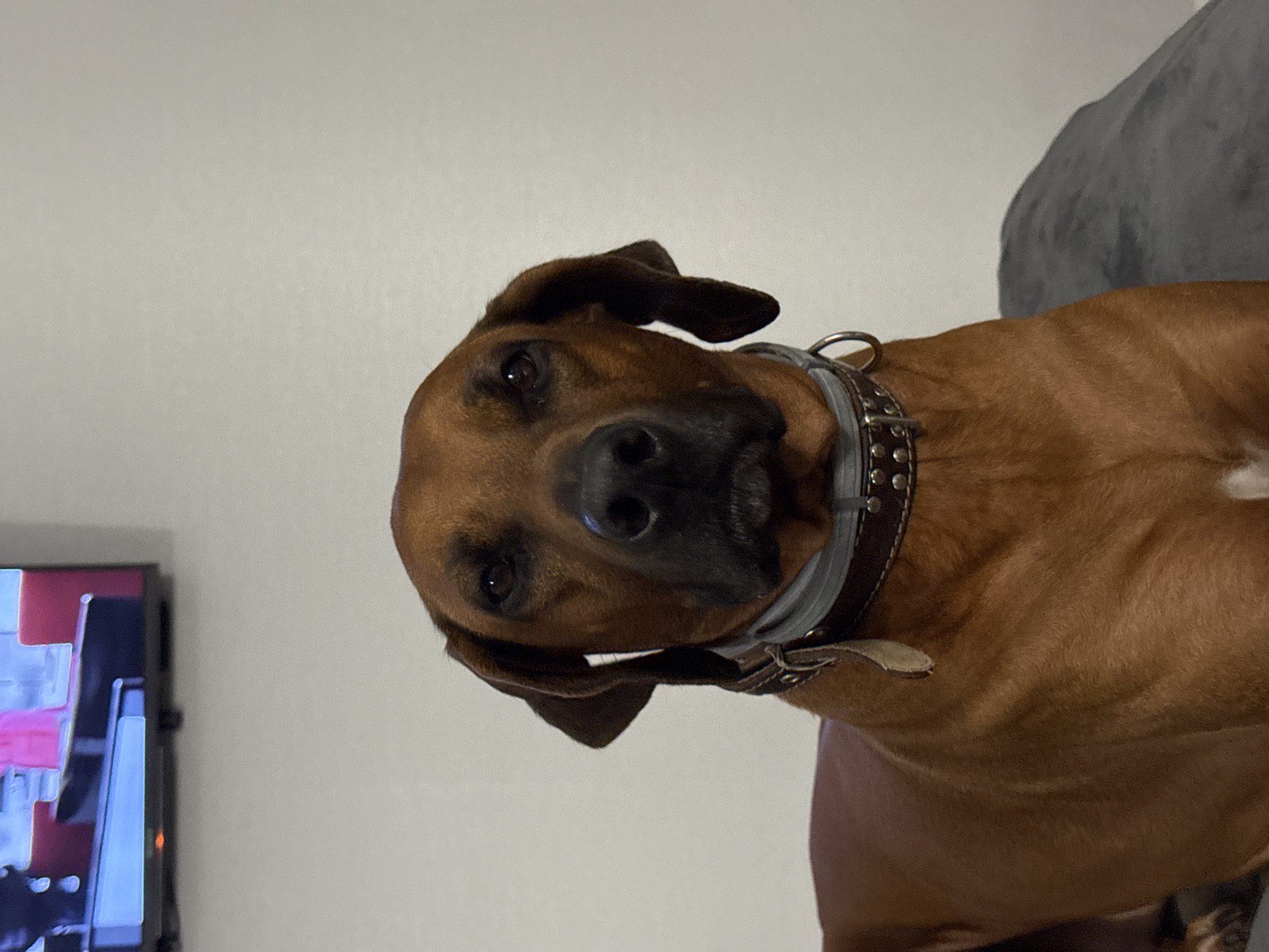 A tan-colored Rhodesian Ridgeback dog wearing a collar is tilted towards the camera. The background includes a beige wall and a gray sofa. A television set is visible in the lower left corner. There is no evidence to suggest the location is in Nizhny Novgorod, Russia.