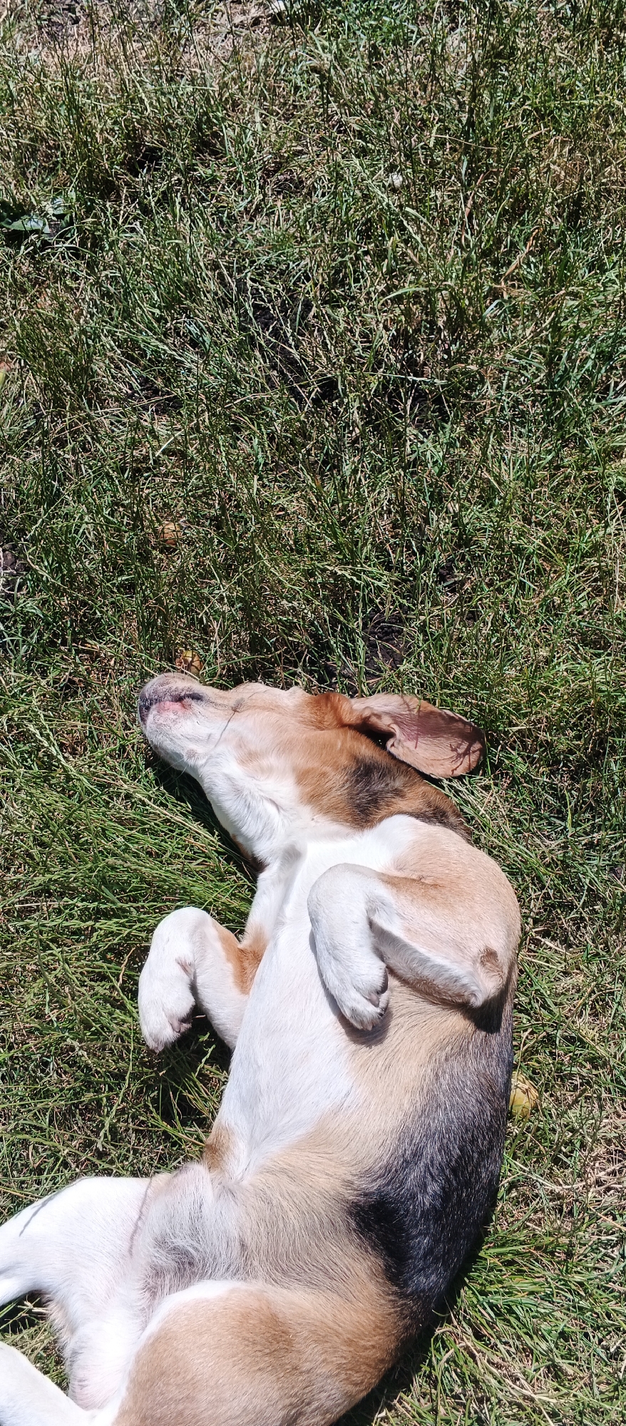 A tan, black, and white dog lies on its back in the grass, basking in the sun. The dog's eyes are closed, and its paws are resting on its chest. The dog's head is tilted slightly to the left, with its ears flopped back. The grass is green and appears to be dry in some areas. The background is a blur of green grass and brown dirt.