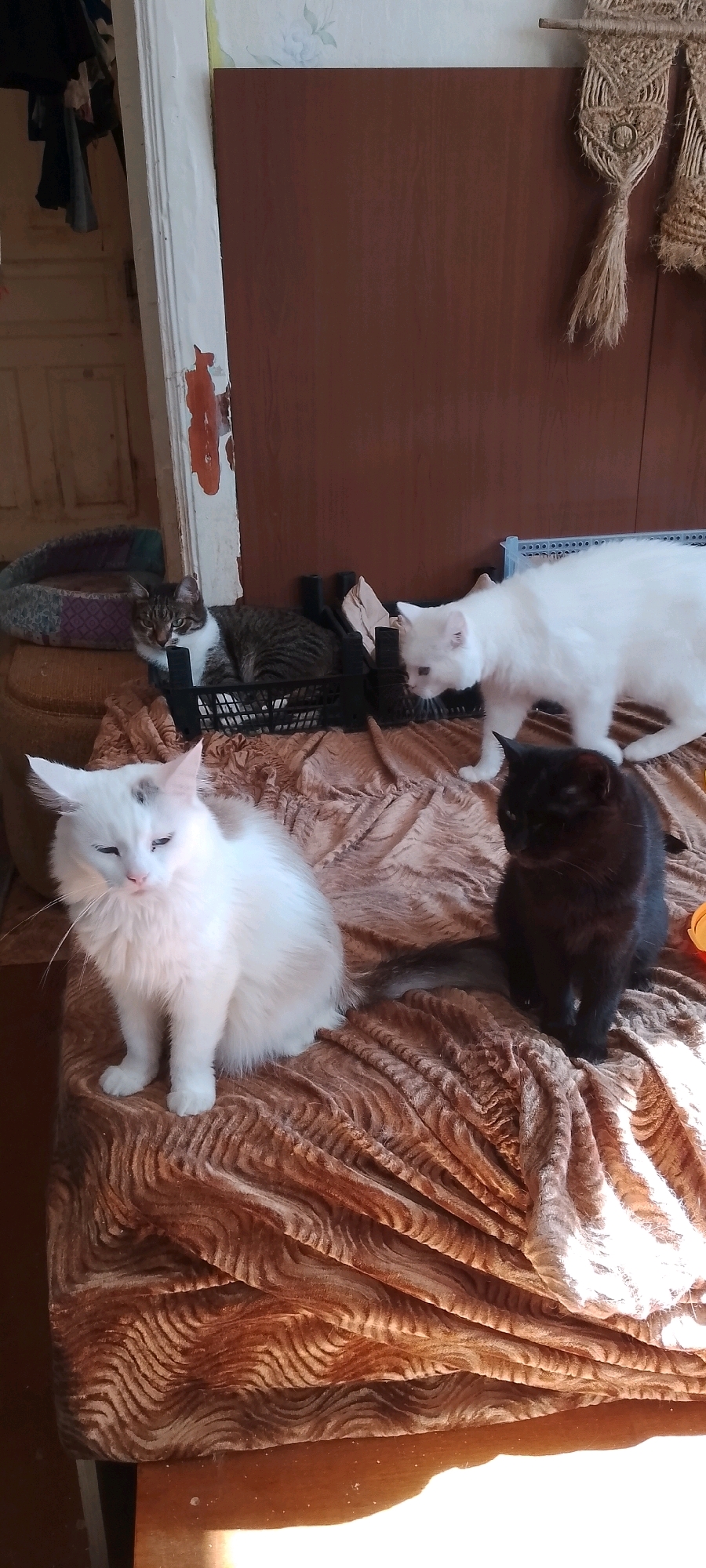 The image depicts an indoor scene with several cats in what appears to be a cluttered domestic environment. There are at least four cats visible: a tabby cat lying in a black plastic crate, a white cat partially obscured in another crate, a white cat sitting regally on a textured brown blanket, and a black cat seated on the same blanket. In the background, there is a wooden door or wall, a patterned fabric hanging from the wall, and some items on a shelf. The overall impression is of a casual, perhaps slightly disorganized, living space. The request for a specific location in Belgorod, Russia, cannot be fulfilled as there are no discernible landmarks or clues within the image to indicate this geographical context.
