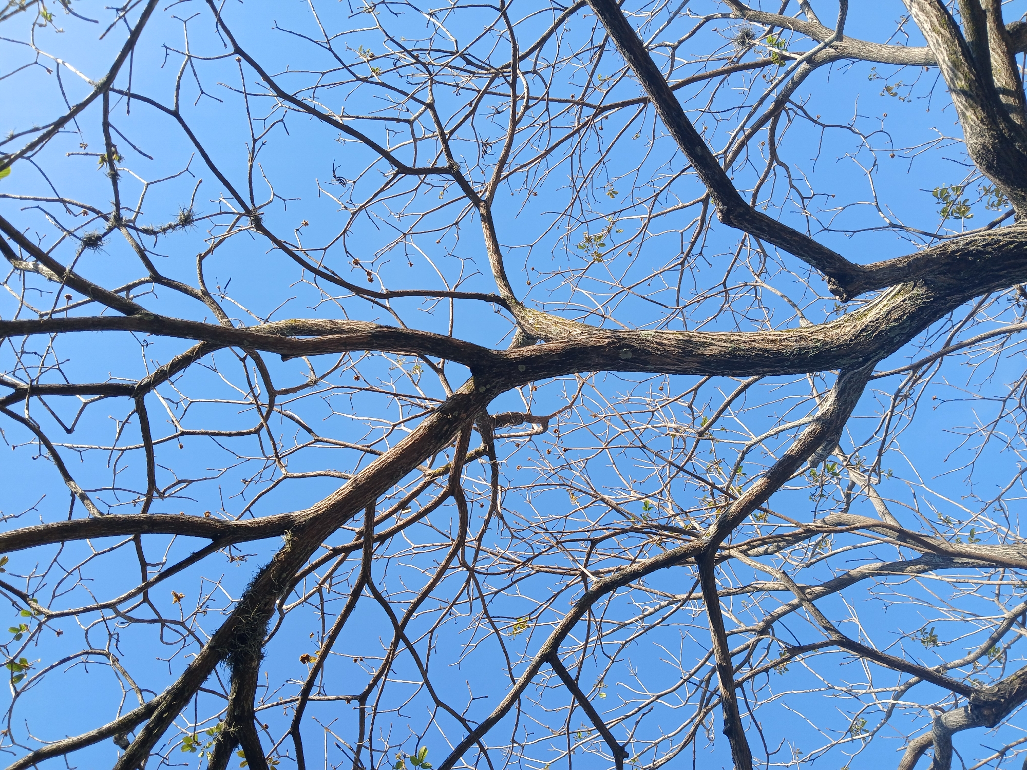 Looking up from a ground-level perspective, the image captures a network of tree branches against a clear blue sky. The tree branches are mostly bare, with a few small leaves budding in some areas. Some branches are covered in moss or other epiphytic plants. The photograph was taken in Ciudad Guayana, Venezuela, though specific location details are absent. There are no people visible in the frame.