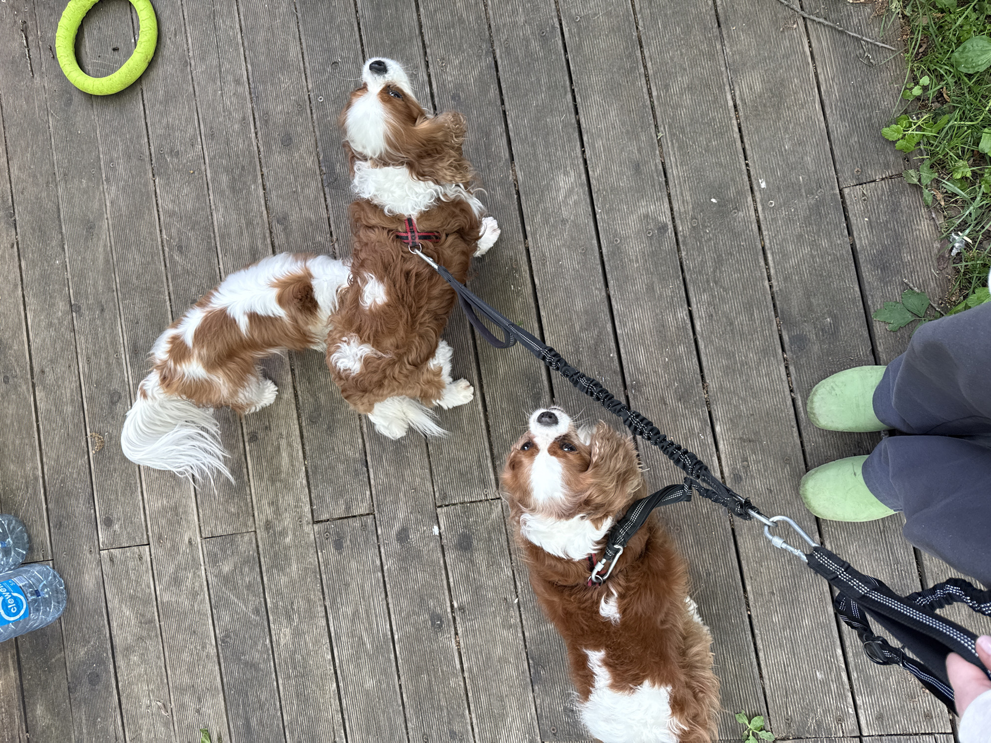 The image depicts three Cavalier King Charles Spaniels on a wooden boardwalk in Sapronovo, Russia. Two of the dogs are standing on their hind legs, looking up. All three dogs are brown and white. They are on leashes held by a person wearing black pants and green rubber boots. A green plastic toy ring is near the top left of the frame, and two water bottles sit near the left edge. Grass and foliage are visible at the edges of the boardwalk.