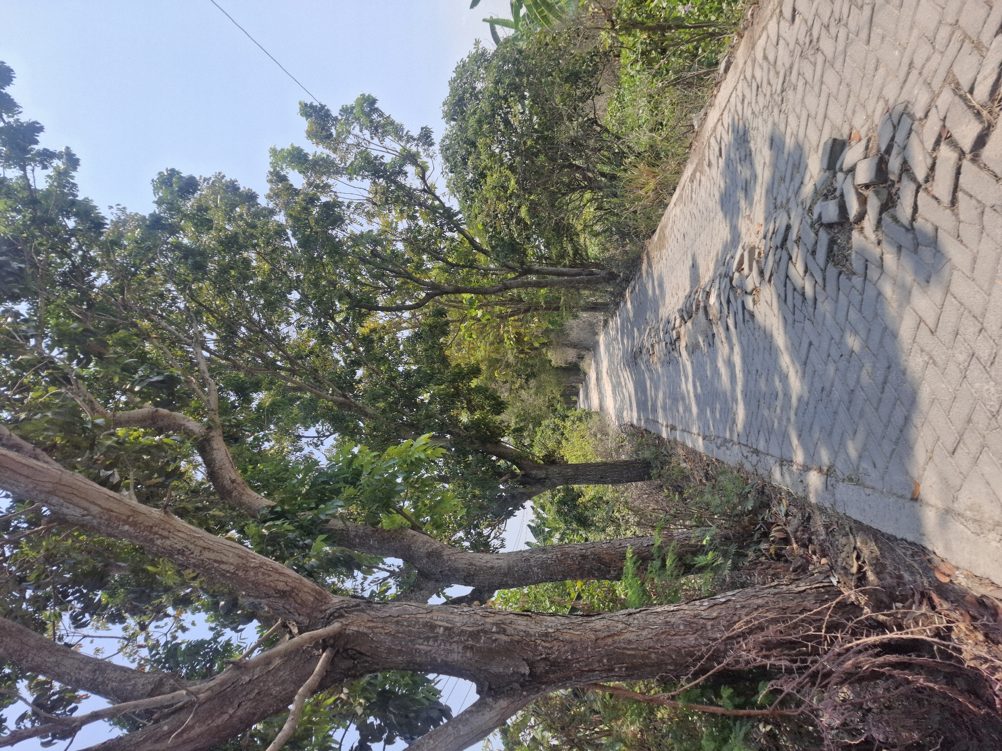 The image depicts a paved road in Brangsi, Indonesia, lined with mature trees on the left and dense vegetation on the right. The road surface, made of interlocking rectangular pavers, shows signs of disrepair with several sections of displaced and missing bricks, creating unevenness. Sunlight casts dappled shadows from the trees across the road. The sky is clear and blue. The scene is natural and undeveloped, suggesting a rural or semi-rural setting within Brangsi. There are no people or animals visible in the image.