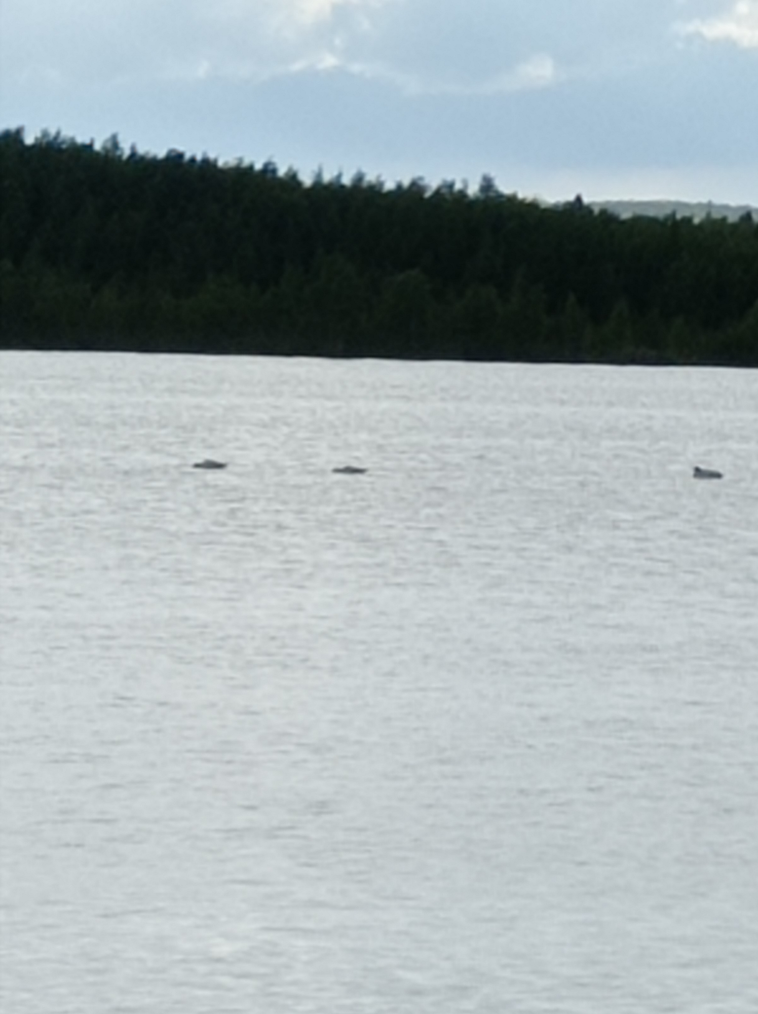 The scene depicts a body of water with three dark shapes visible on the surface, possibly objects or animals. The water is light gray, suggesting overcast conditions. In the background, a dense line of dark green trees stretches across the horizon, with a gray sky above. The image suggests a natural environment; however, details specific enough to establish its location in Degtyarsk, Russia are not discernible from the image alone.