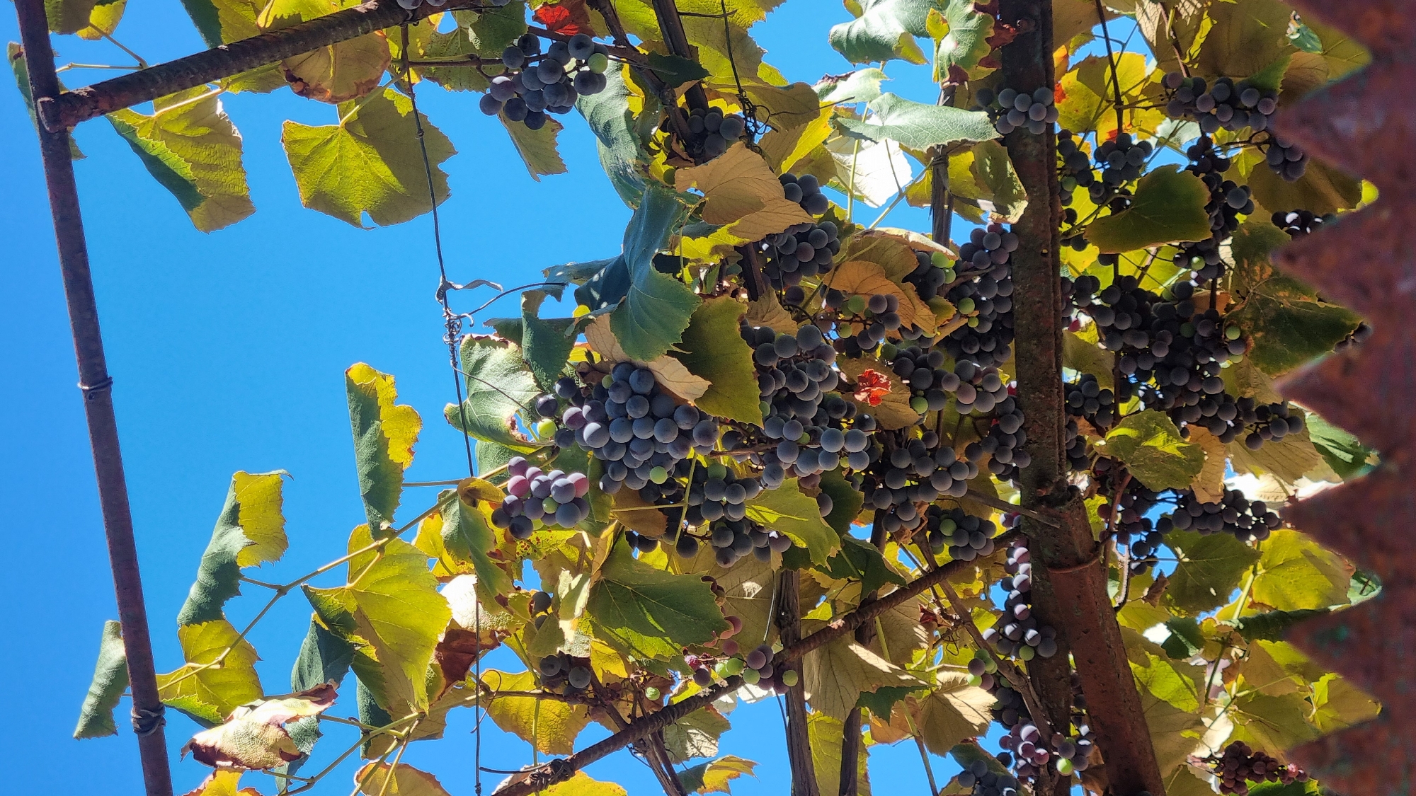 This is a close-up, low-angle shot of a grapevine with numerous bunches of dark purple grapes hanging from a weathered, rusty metal arbor. The grapes are clustered together, with some showing hints of green and red, suggesting they are in various stages of ripeness. The leaves of the grapevine are abundant, displaying a mix of vibrant green and autumnal yellow, with some leaves showing signs of drying and browning. The background is a clear, bright blue sky. In the foreground, a rustic, reddish-brown fence with a pointed, decorative edge is partially visible, obscuring the very bottom of the image. The scene is bathed in natural sunlight, casting shadows and highlighting the textures of the grapes and leaves. The overall impression is one of a bountiful harvest in an outdoor setting, possibly a backyard or garden in Mukachevo, Ukraine, given the prompt's context. There are no people or animals present in the image.