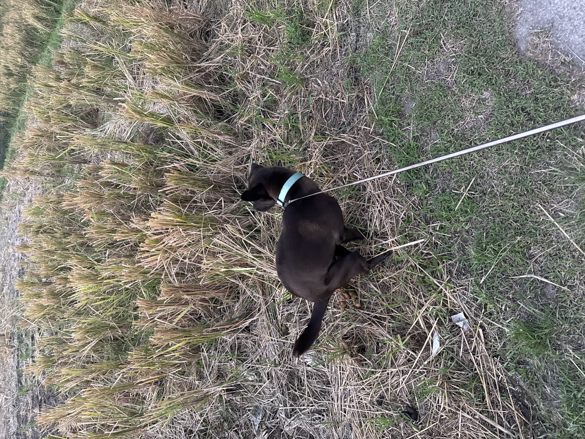 A dark-colored dog is defecating on a dry, grassy field in Sukawati, Indonesia. The dog is wearing a light blue collar and is attached to a leash. The field is covered in dried grass and straw, with some green grass growing sporadically. In the background, there are rows of what appear to be cut stalks of rice or similar crop. A narrow, gray paved surface is visible on the right side of the image. The lighting suggests it is either early morning or late afternoon.