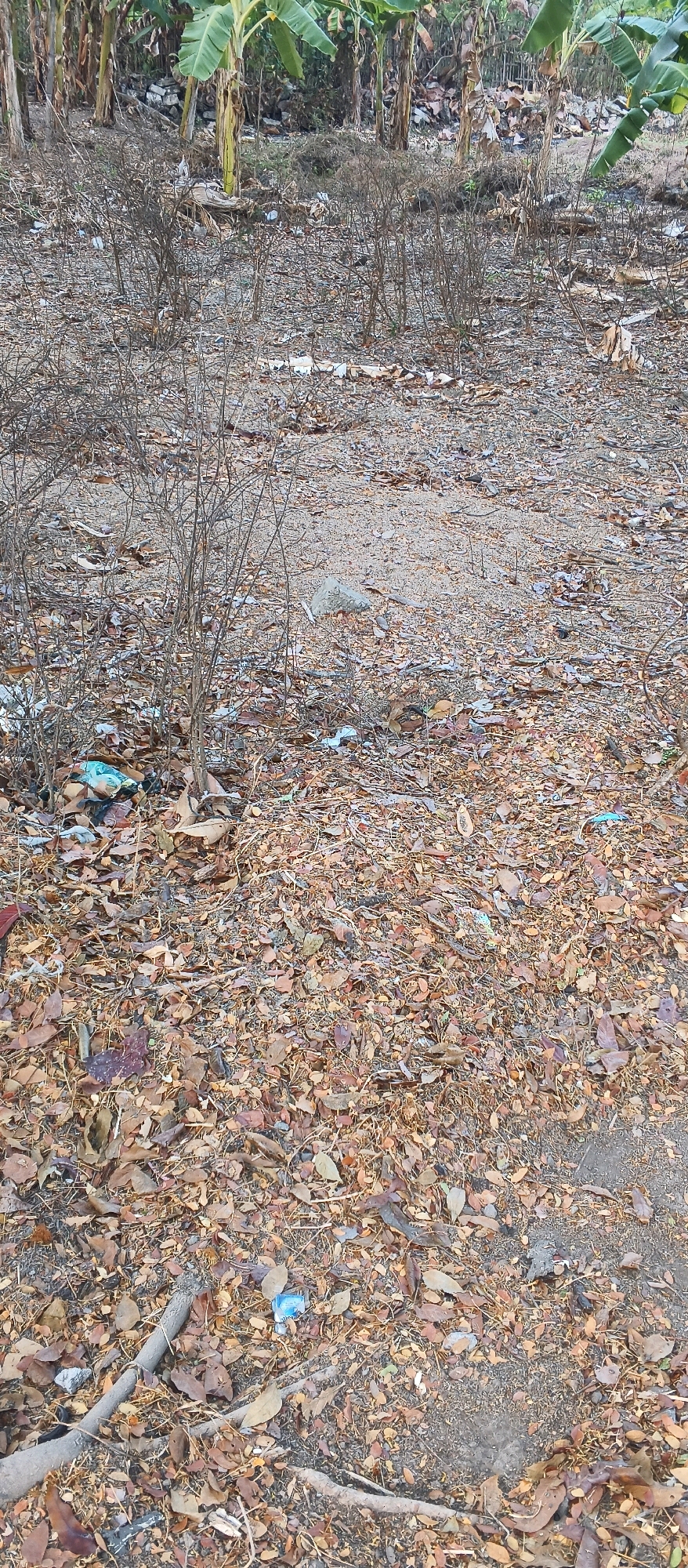 This image depicts an outdoor scene with a focus on a ground surface covered in dry leaves and debris. Banana trees are visible in the background, suggesting a tropical or subtropical environment. The ground is littered with various types of trash, including plastic bags, wrappers, and what appear to be remnants of construction materials. Several small, dry, leafless bushes are scattered throughout the foreground and midground. A few larger rocks are also present on the ground. The overall impression is of an unkempt area, possibly an abandoned lot or a neglected section of land within a more populated area. The location is identified as Japanan, Indonesia.