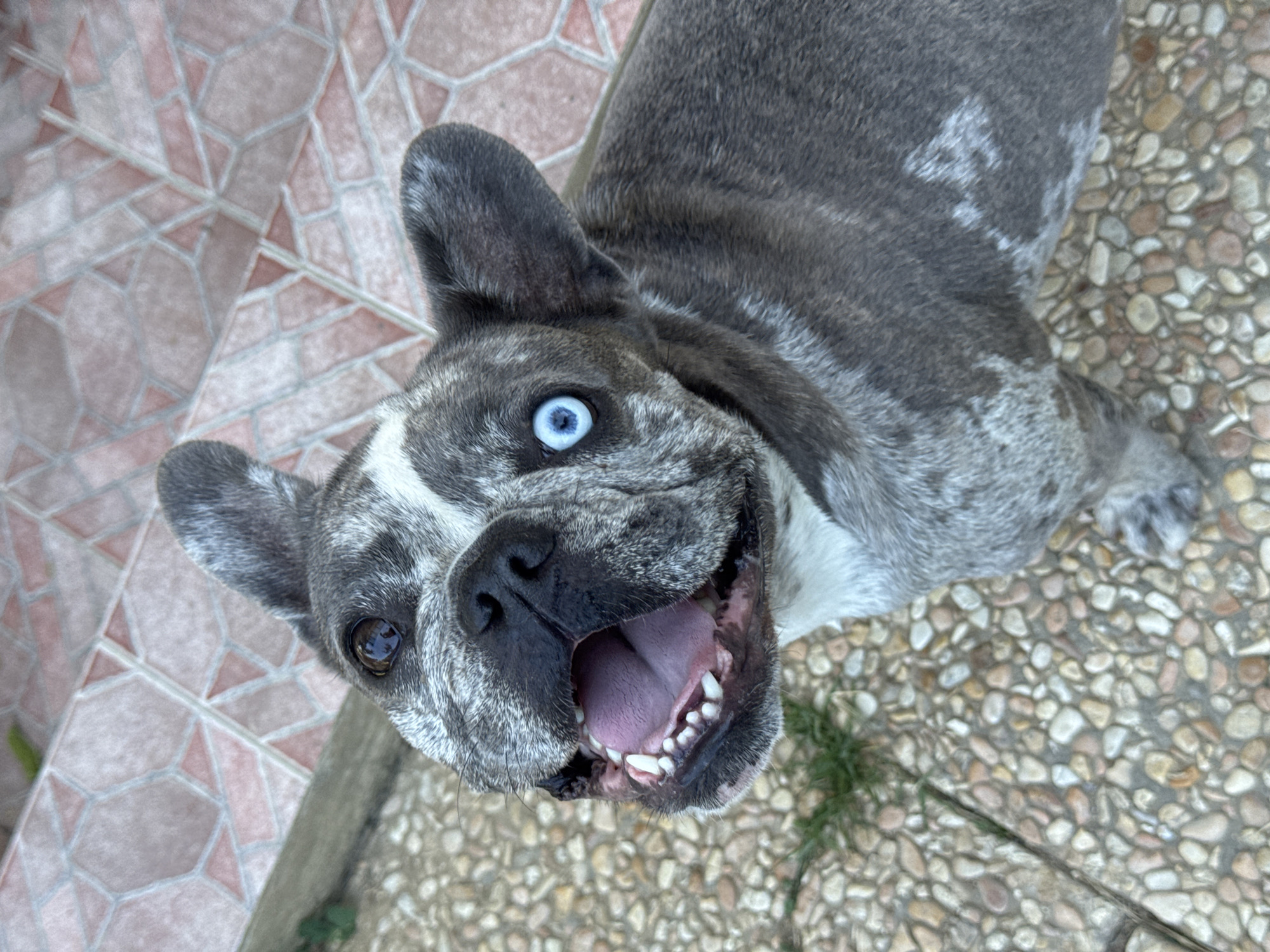 The image shows a French Bulldog outdoors, looking up at the camera with its mouth open and tongue visible. The dog has heterochromia, with one brown eye and one bright blue eye. The dog's fur is a merle pattern of grey and white. The ground is covered in small, multi-colored pebbles, and there are some pink and beige patterned tiles in the background, possibly part of a patio or walkway. The dog is in an outdoor setting, and there is some green grass visible to the left of the frame. The lighting suggests it is daytime. There is no indication of the specific location being San Benedetto del Tronto, Italy.