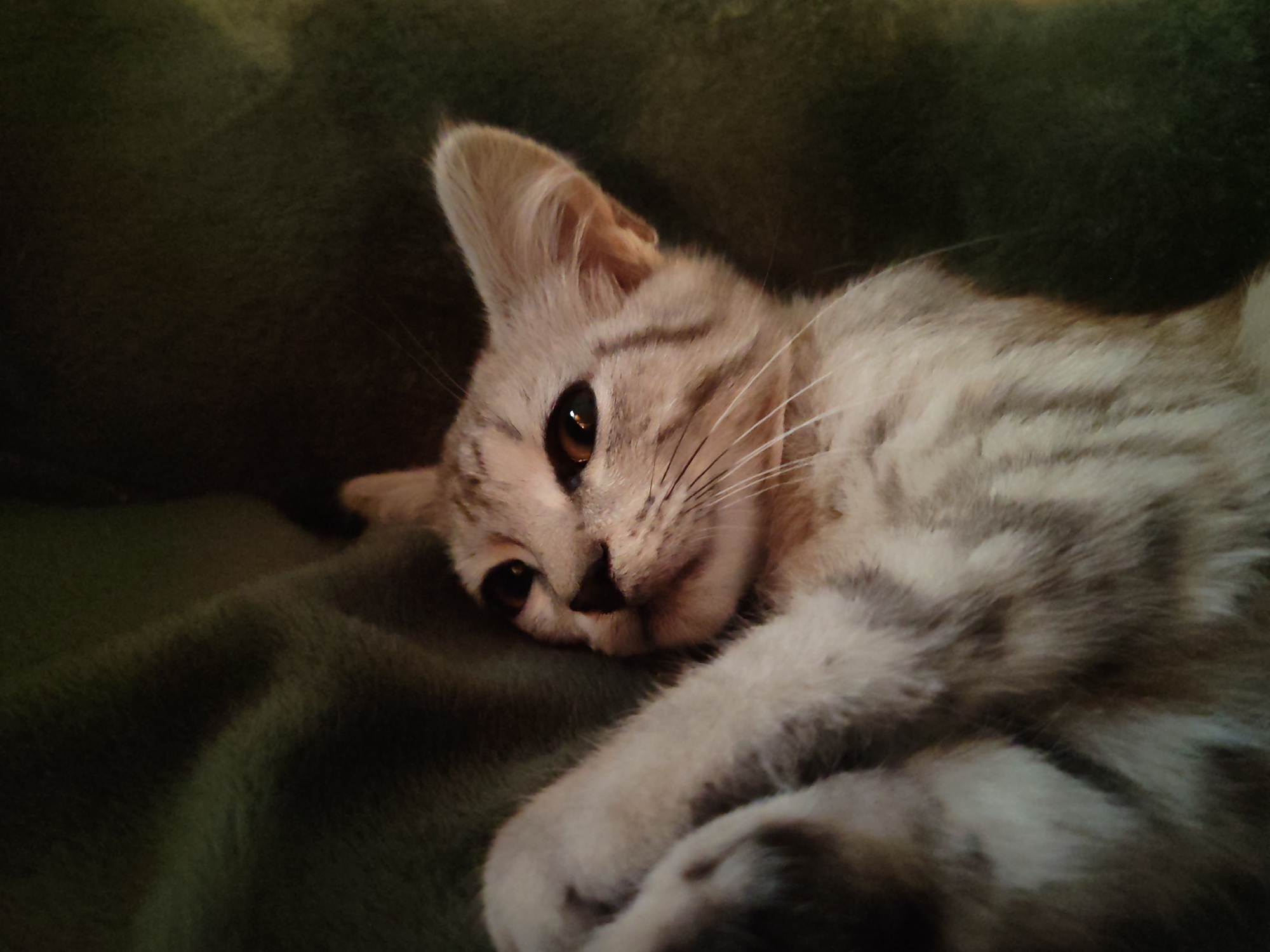 A tabby kitten rests its head on a dark green, plush surface. The kitten's fur is light brown with darker tabby markings. Its eyes are open and appear to be dark brown or amber. One ear is perked up, while the other is angled down. The kitten's paws are crossed in front of its body. The background is a soft, dark green texture, likely a blanket or fabric. The lighting is dim, casting a warm glow on the kitten. The scene is peaceful and intimate.