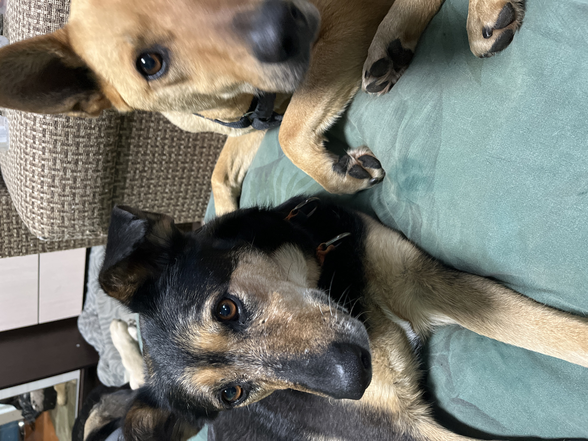 Two dogs are resting indoors. The dog in the foreground has black and brown fur, and the dog in the background has tan fur. Both dogs are wearing collars. They are lying on a green surface, possibly a couch or bed. The location, Nizhny Tagil, Russia, cannot be determined from the image.