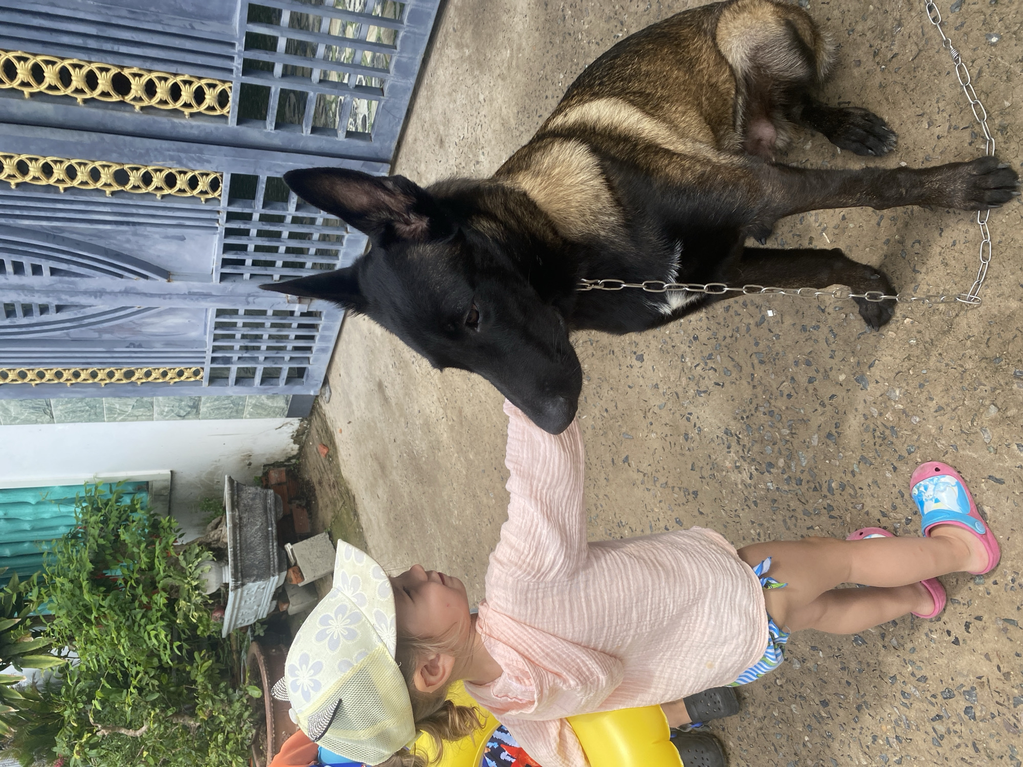 A young child, appearing to be a girl, is captured in a tender moment, reaching out to gently touch the snout of a dog in an outdoor setting. The child wears a light pink, textured long-sleeved top, a patterned sun hat with a mesh back, and striped shorts. Her feet are clad in pink sandals featuring a cartoon character, likely Elsa from Disney's Frozen. She sits on a bright yellow object, possibly a low seat or toy, as she interacts with the animal.
The dog, a large breed with distinctive brown and black fur, resembling a Belgian Malinois, is lying calmly on the concrete ground. A metal chain is visible around its neck, stretching across the pavement. Its head is turned towards the child's hand, indicating a gentle interaction.
The background features a tall, gray metal gate with ornate gold circular patterns at the top, suggesting an entrance to a residence or property. Beyond the gate, glimpses of greenery are visible. To the child's left, more lush green foliage is present, along with a white wall and a turquoise curtain hanging from a window, and a decorative stone planter. The scene is brightly lit by natural daylight, indicating a sunny daytime. The overall ambiance is peaceful and depicts a heartwarming encounter between the child and the dog in a paved yard area, characteristic of an outdoor setting in Mũi Né, Vietnam. No visible text is present in the image.