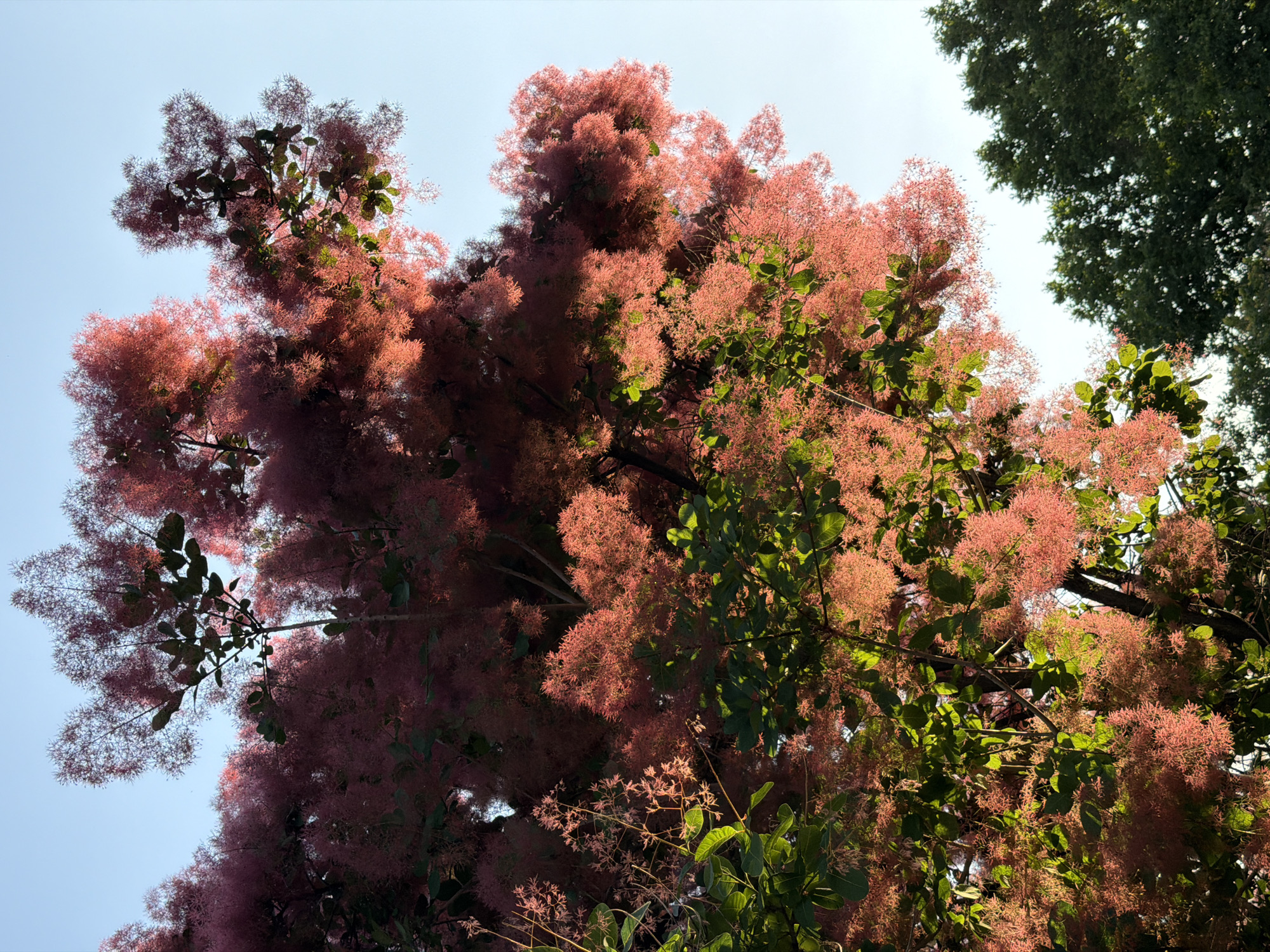 A low-angle shot depicts a large smoke tree, characterized by fluffy pink flower plumes, filling the majority of the frame. Some green leaves are visible interspersed with the pink plumes, and the branches extend towards the top of the frame. To the right side of the frame, a section of a tree with dark green foliage is present. The sky, visible in the upper left corner, is a pale blue. The image was taken in Almaty, Kazakhstan.