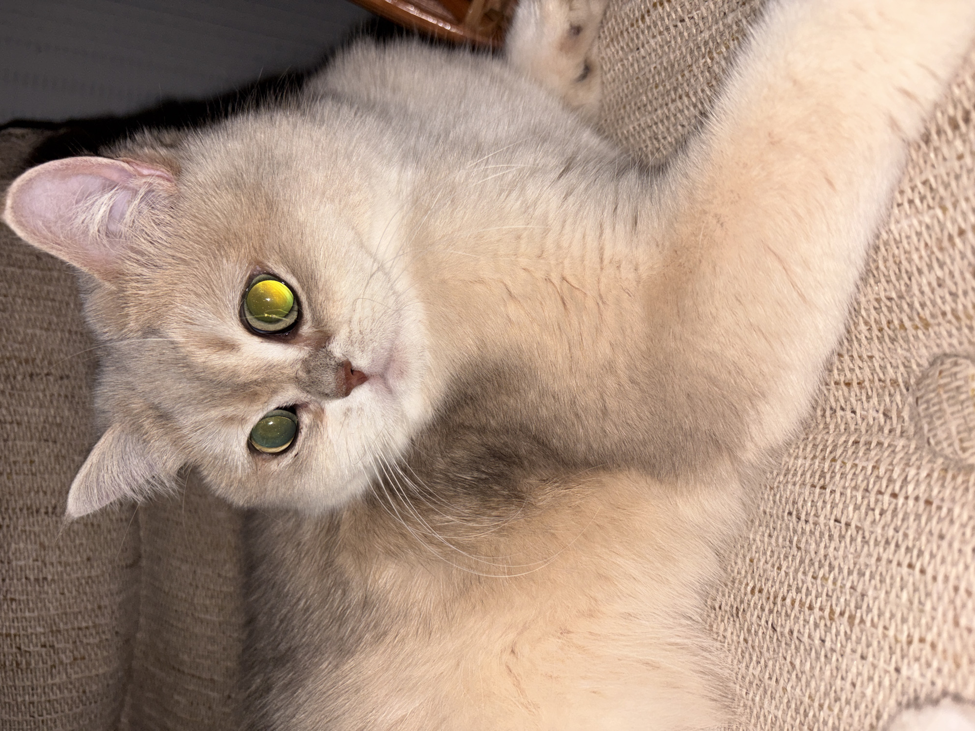 A cat with light gray and cream fur is lying on a beige woven surface. The cat's head is tilted to the side, and it is looking towards the camera with its golden-green eyes. The cat's ears are pale pink. The background is dimly lit. The location of the image is unknown.