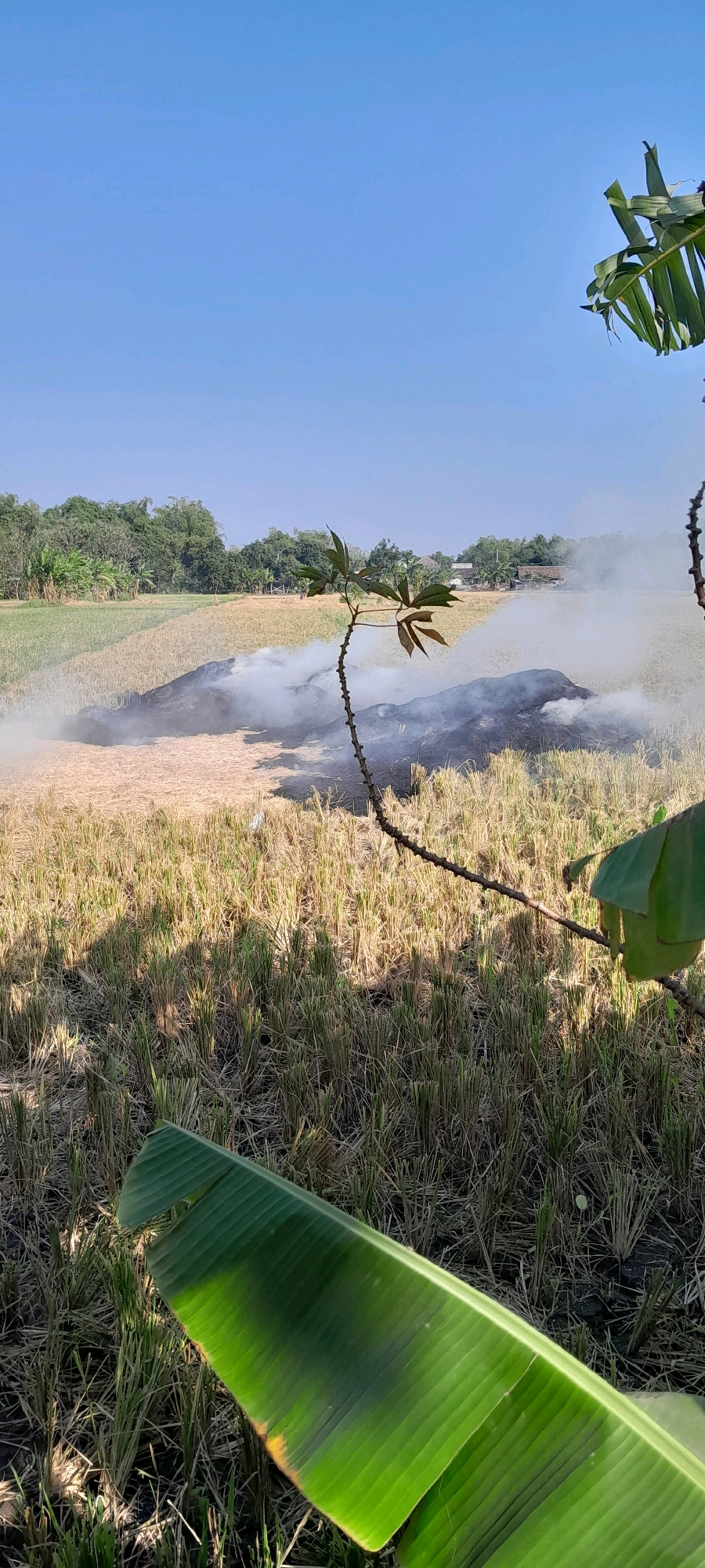 In Bendungan, Indonesia, a rice field is shown after harvest, with stubble covering the ground. A large pile of rice straw is smoldering, emitting a plume of white smoke that drifts across the field. A thin, leafless plant stands in the foreground, silhouetted against the burning straw. Banana leaves are visible in the foreground and upper right corner, partially obscuring the view. The sky is clear and blue, and in the distance, trees and houses are visible. The overall scene suggests agricultural activity and its aftermath.