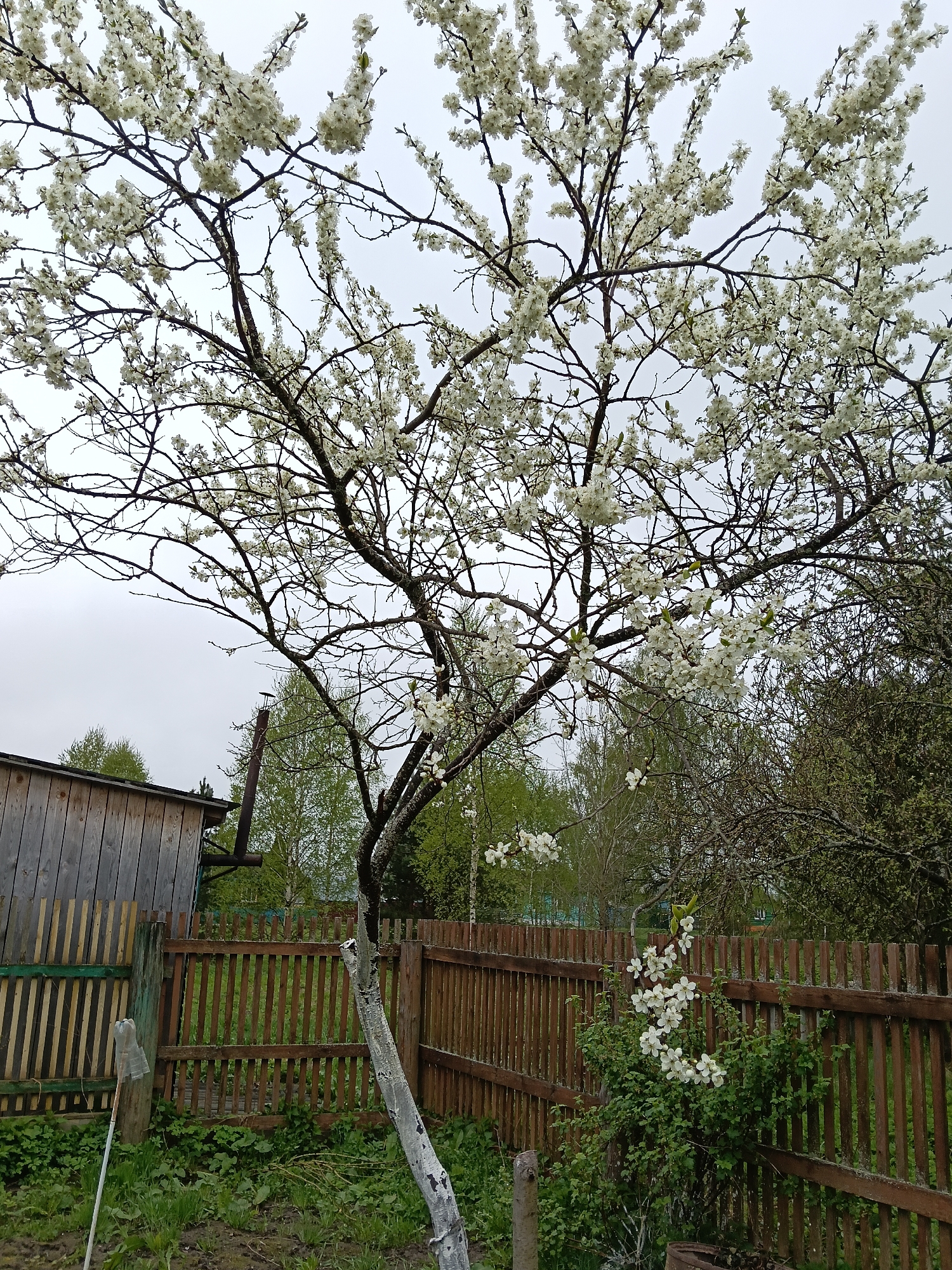 A medium shot depicts a blooming tree in Красный Маяк, Russia. The tree's branches are covered in white flowers, contrasting with the overcast sky. Behind the tree, a wooden fence runs across the frame. To the left is a weathered wooden shed and an aluminum pole with what appears to be a plastic bottle attached to the top is leaning against the fence. Green foliage and grass cover the ground. Another flowering shrub is seen behind the fence.