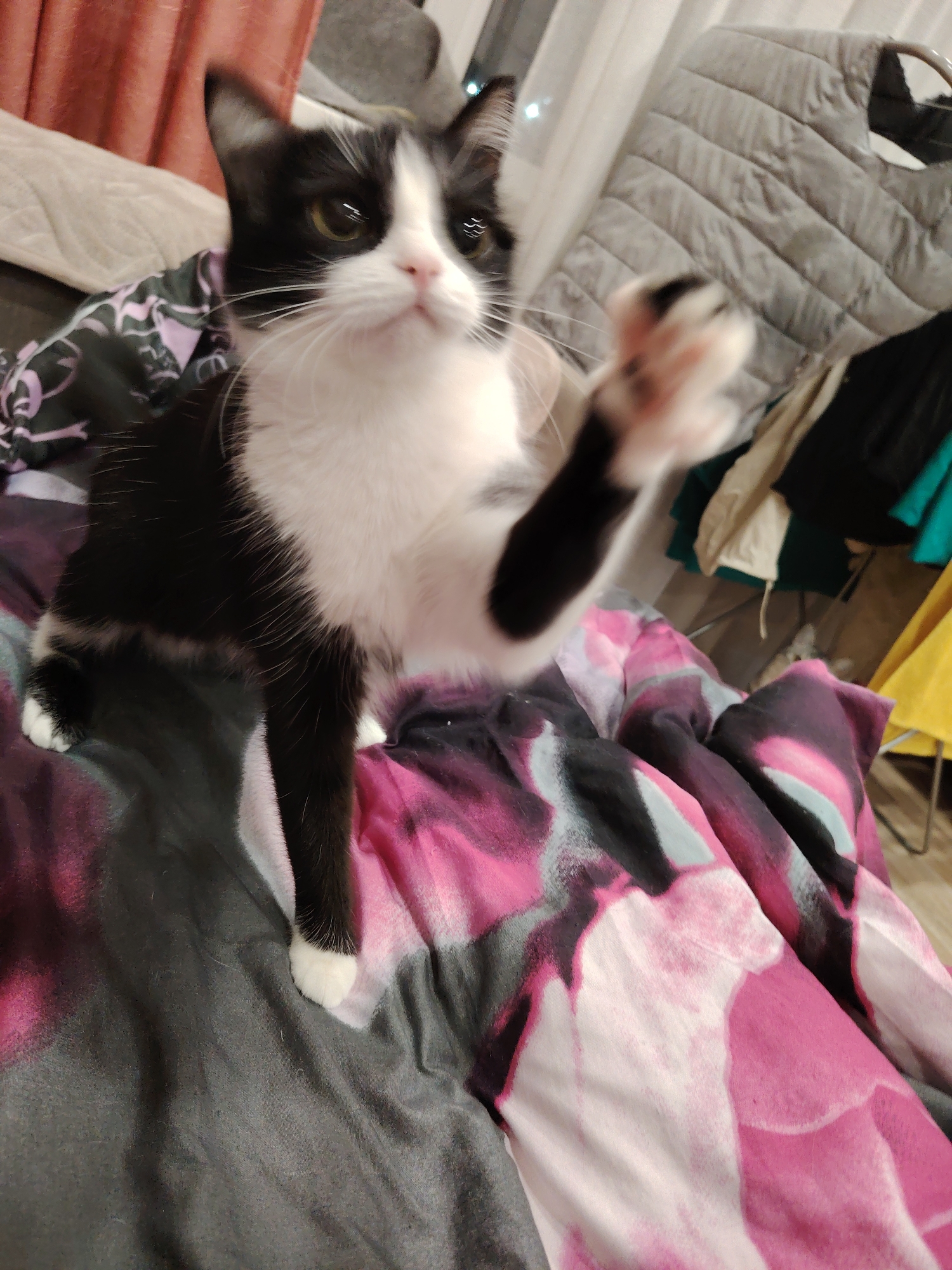 A black and white cat is perched on a bed with a colorful comforter. The cat is looking upwards and has one paw raised. The background is blurred but appears to be an indoor setting with clothing on hangers.