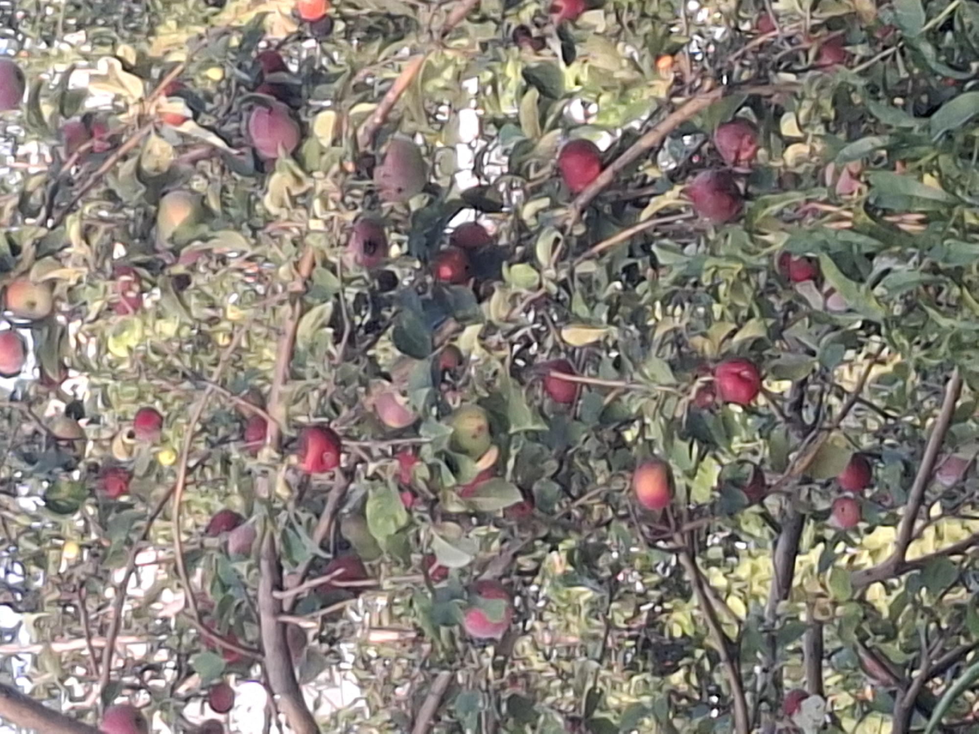 The image shows a close-up view of an apple tree laden with ripe red apples. The branches are dense with leaves, and the apples are scattered throughout, some in clusters and others singly. The lighting suggests it is daytime, with sunlight filtering through the leaves, creating highlights and shadows. The scene appears to be outdoors, in an orchard or garden setting. The specific location in Almaty, Kazakhstan, cannot be determined from the visual information provided in the image.