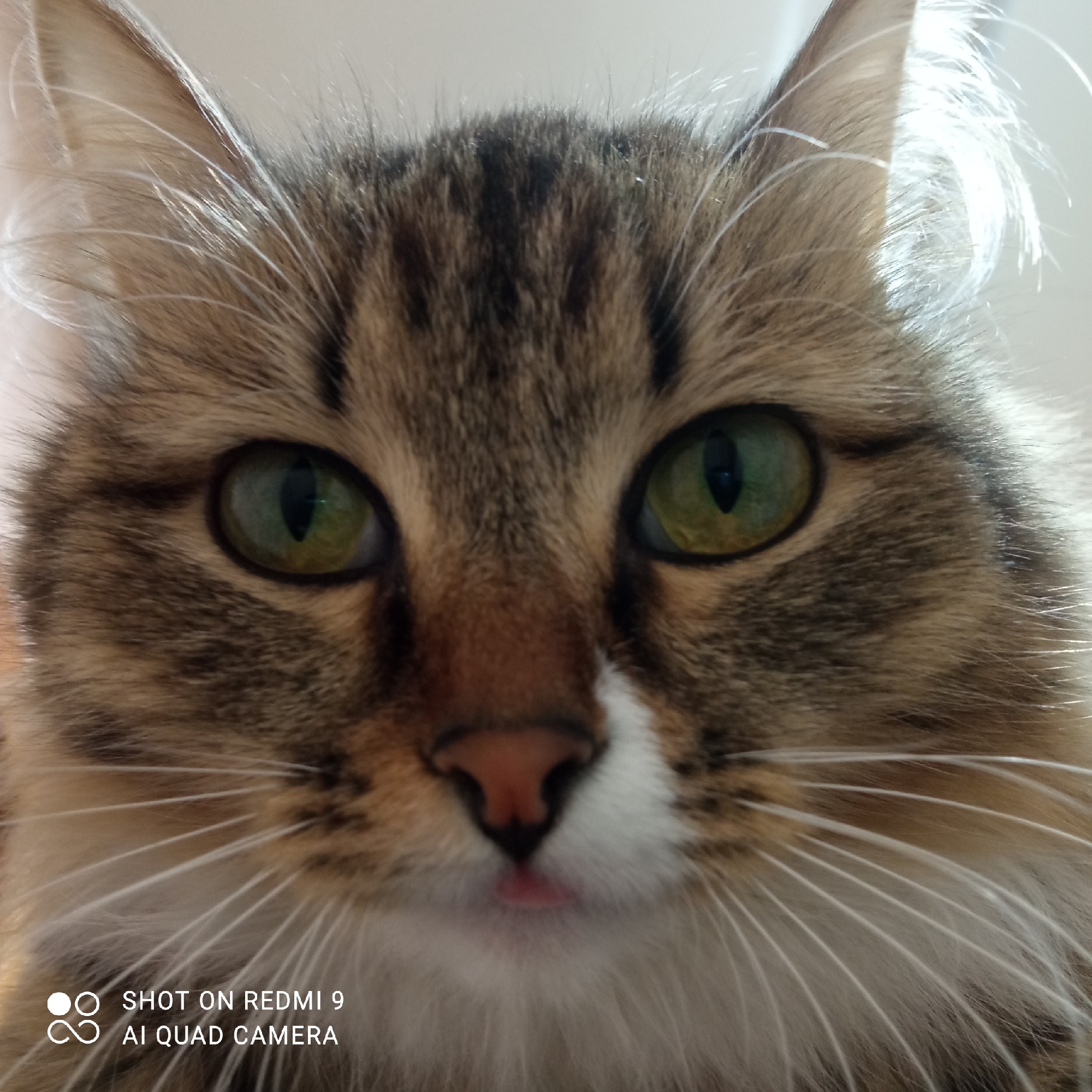 A close-up, head-on portrait captures the face of a domestic cat, likely taken indoors in Chaikovsky, Russia. The cat has striking bright green eyes with elongated vertical pupils, reflecting a light source from above. Its fur displays a tabby pattern, featuring shades of brown, black, and white, with long, prominent white whiskers extending from its muzzle. A small, pink tongue is subtly visible, slightly protruding from its mouth, below a pink nose. A patch of white fur is present on its chin and between its eyes. The lighting is bright, illuminating the cat's features and creating a soft glow on the fine hairs around its ears and face, suggesting daytime conditions. The cat appears calm and looks directly at the viewer. In the bottom left corner of the image, white text indicates "SHOT ON REDMI 9" and "AI QUAD CAMERA".